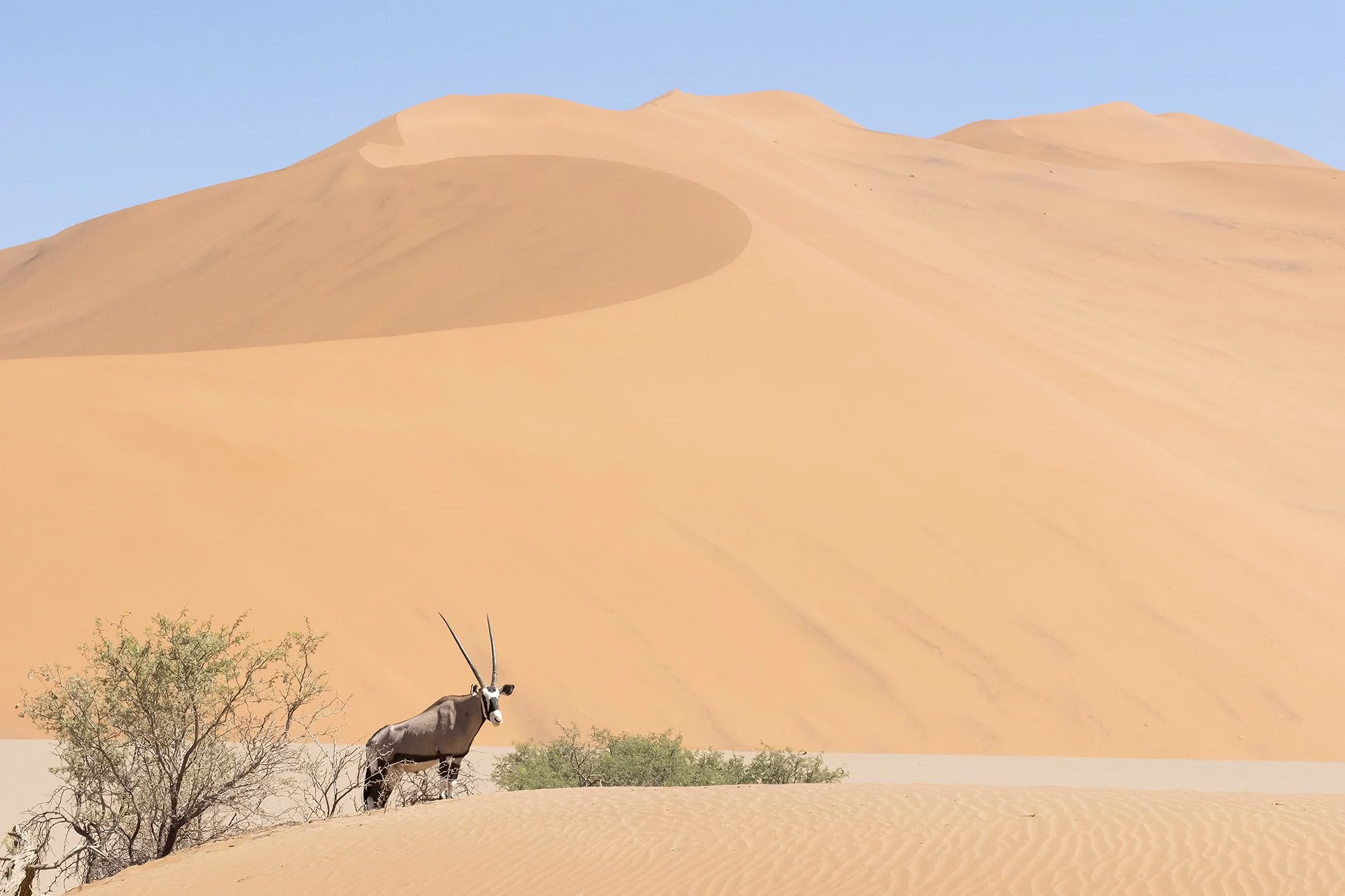 GEMSBOK at SOSSUSVLEI, NAMIB DESERT