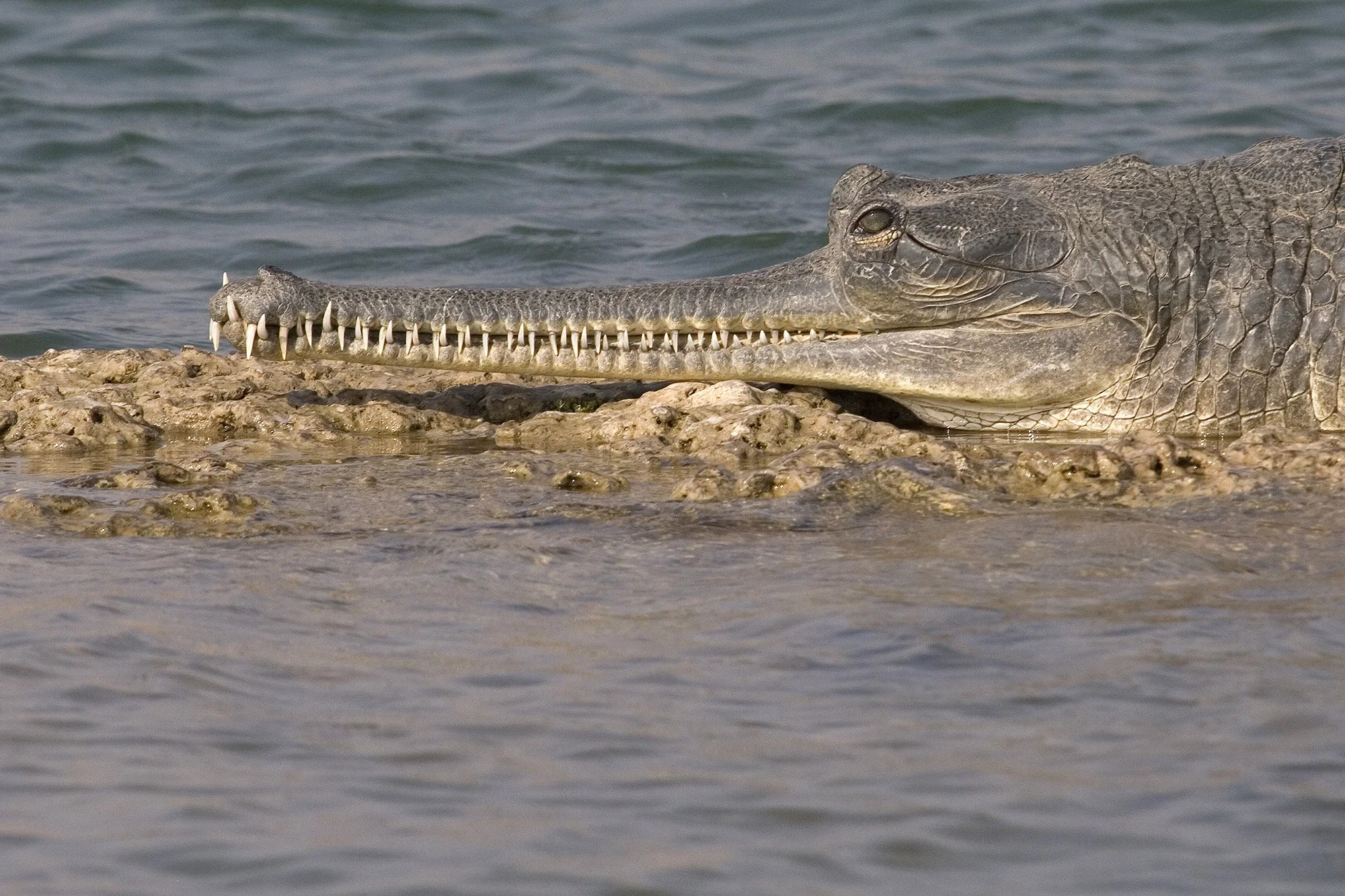 GHARIAL