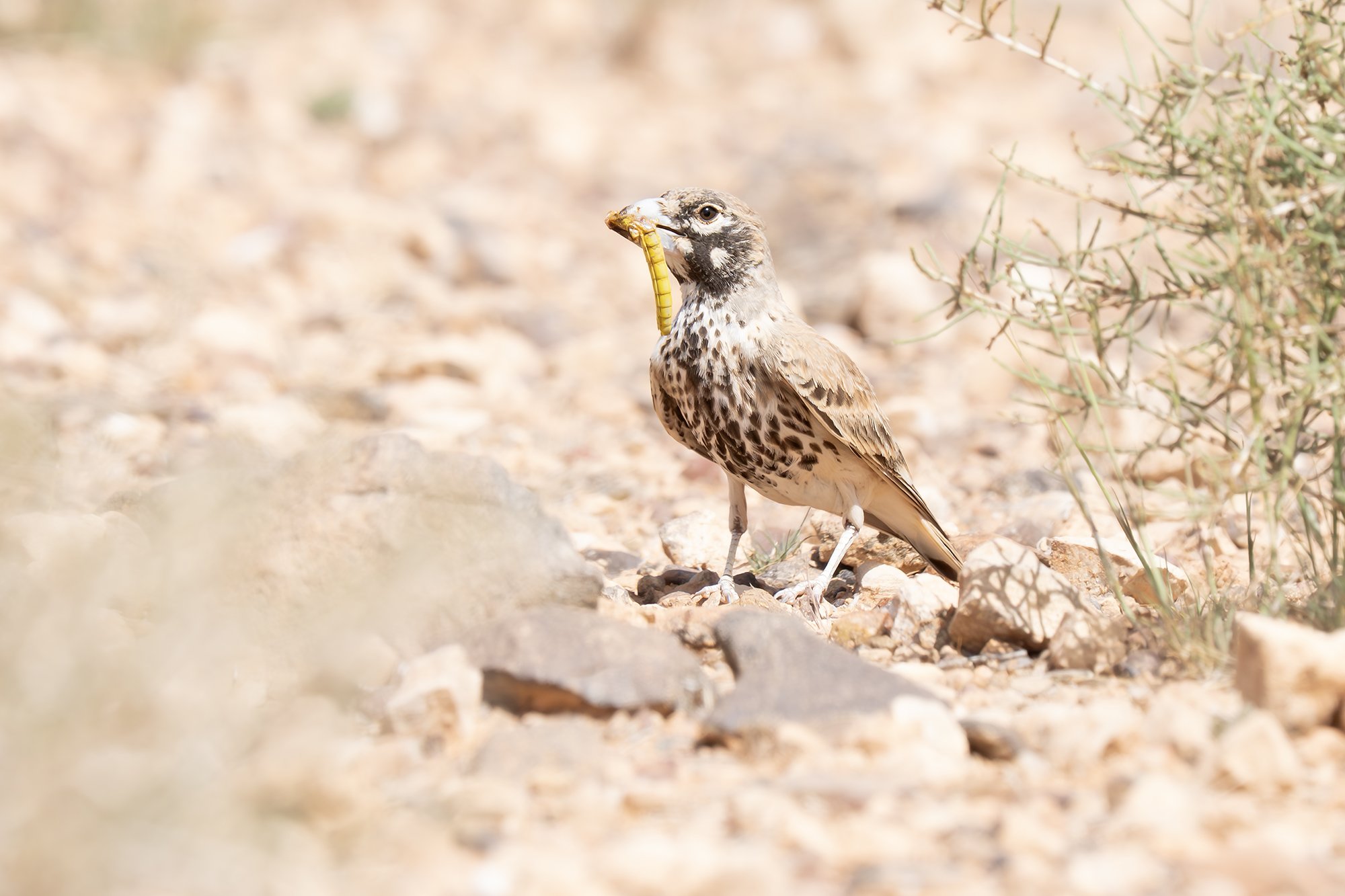 Thick-billed Lark