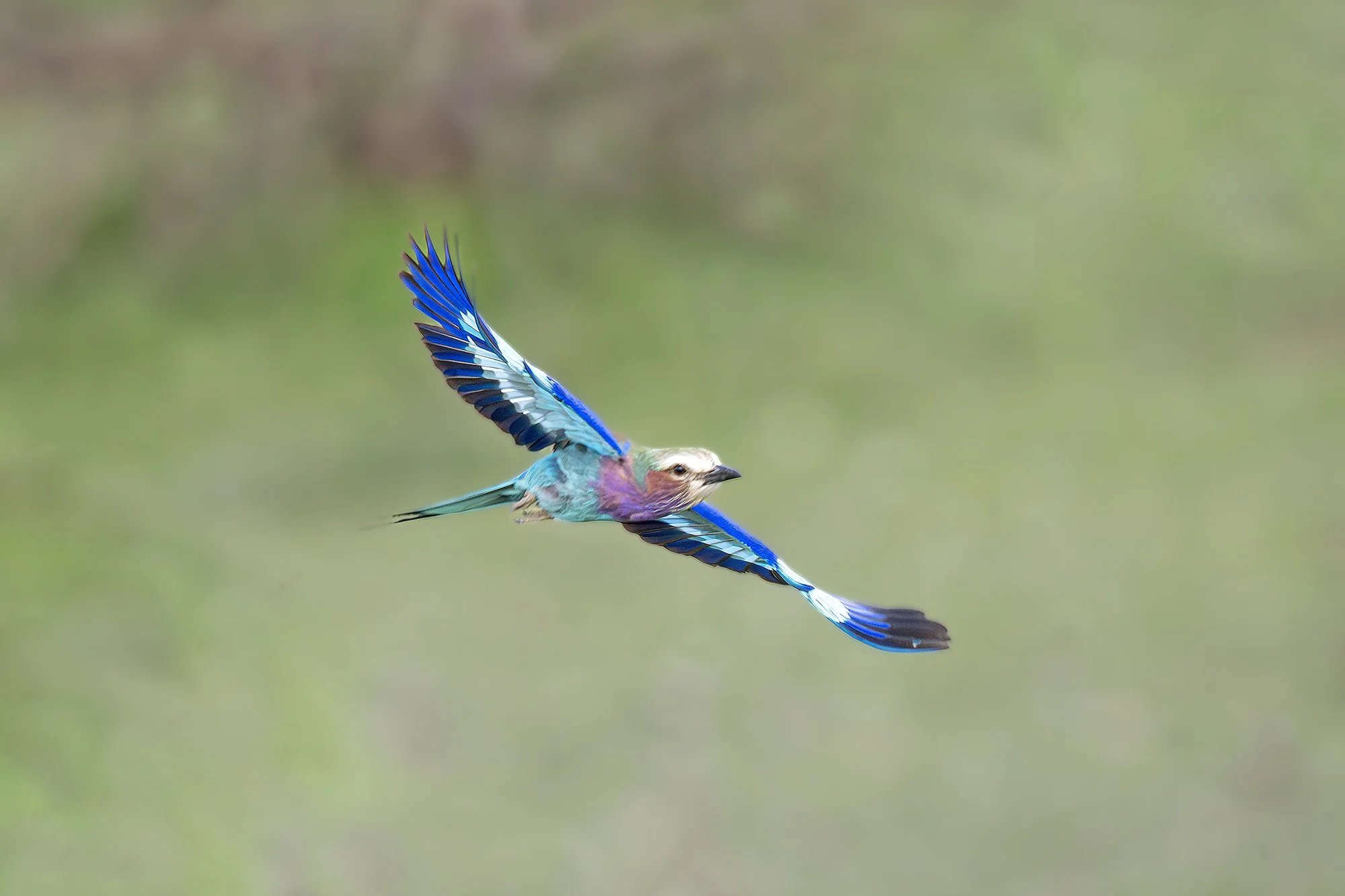 LILAC-BREASTED ROLLER