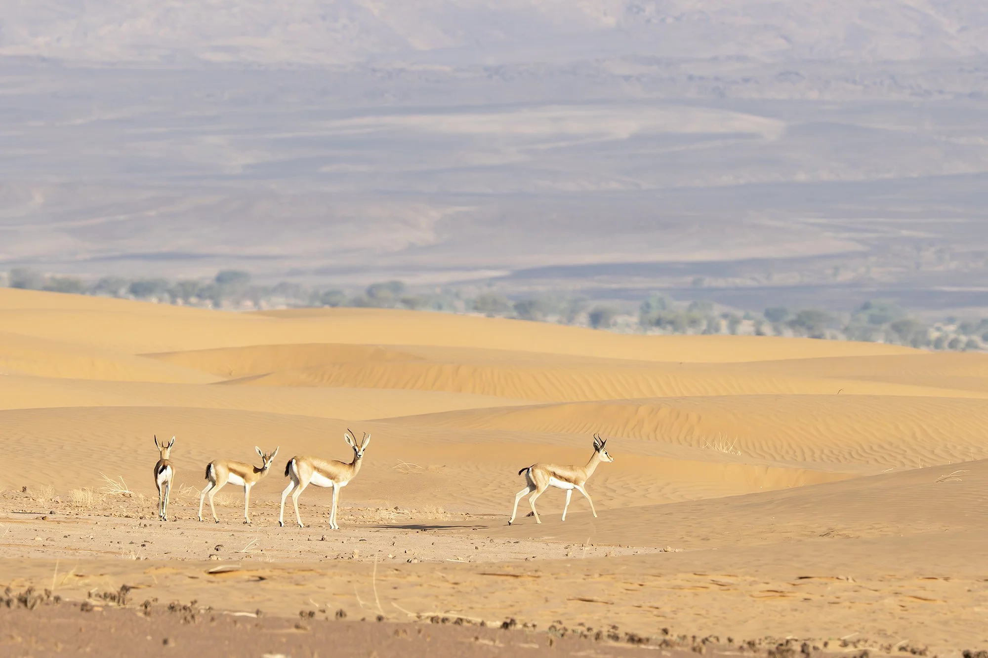 Dorcas Gazelle