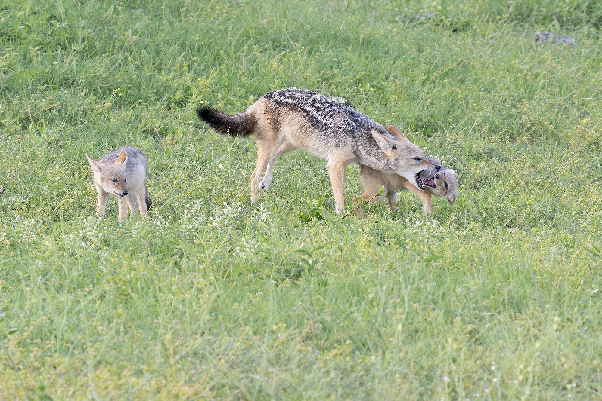 BLACK-BACKED JACKAL and PUPS