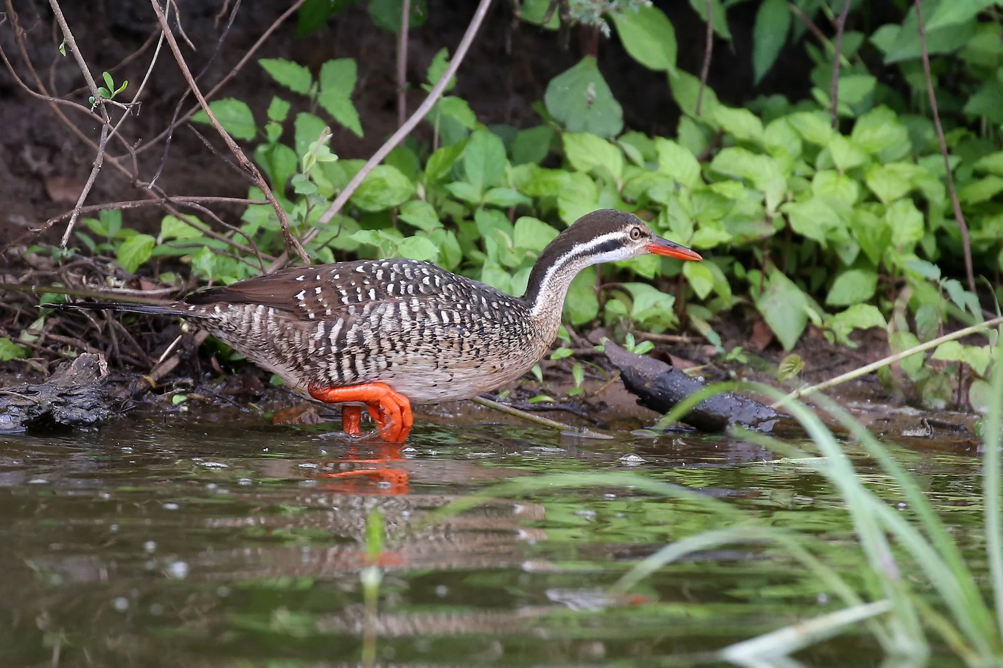 AFRICAN FINFOOT