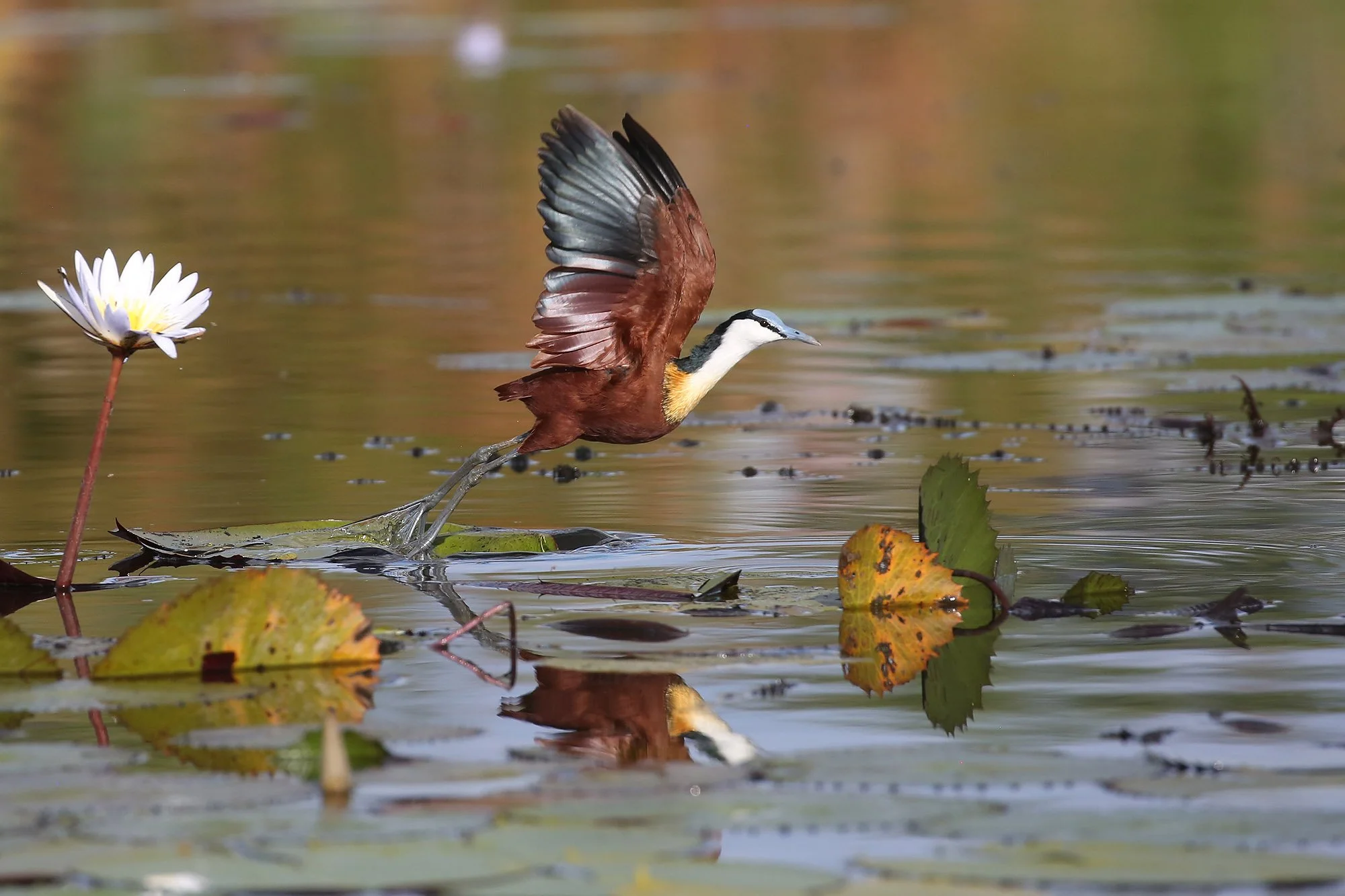 AFRICAN JACANA