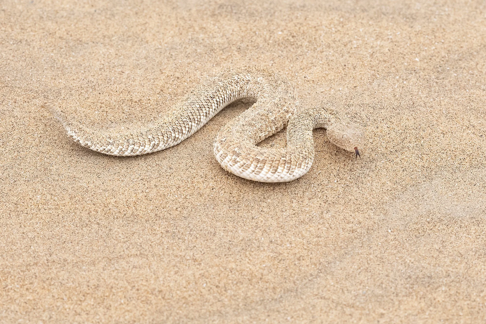 Perinquey's Adder