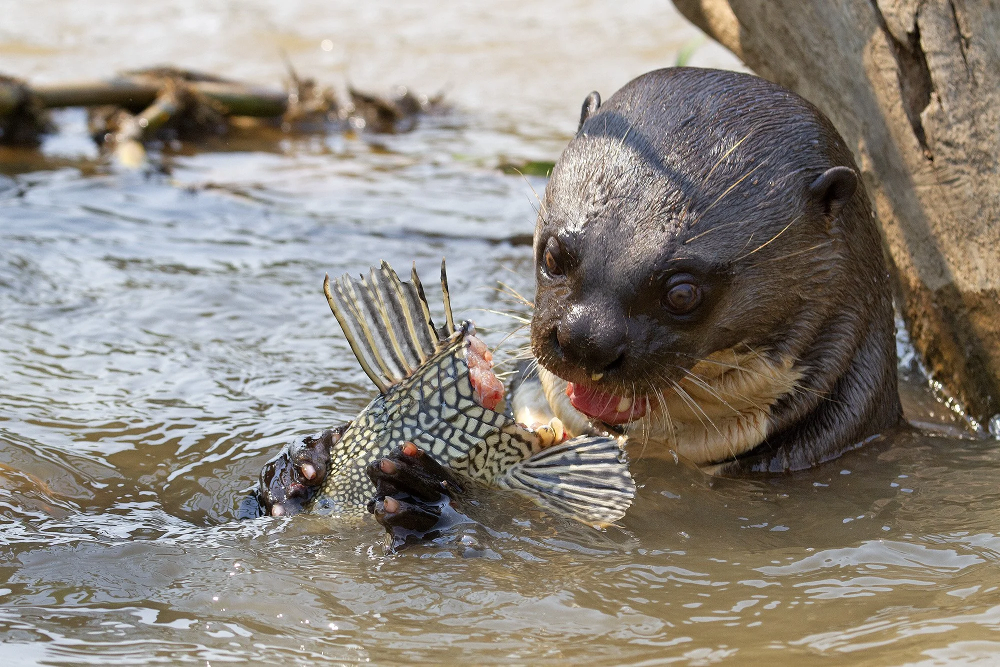 GIANT RIVER OTTER eating SAILFIN CATFISH