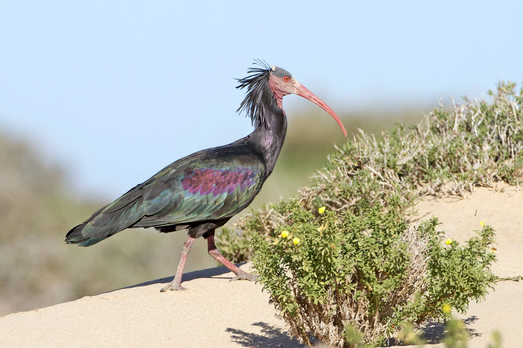 Bald Ibis