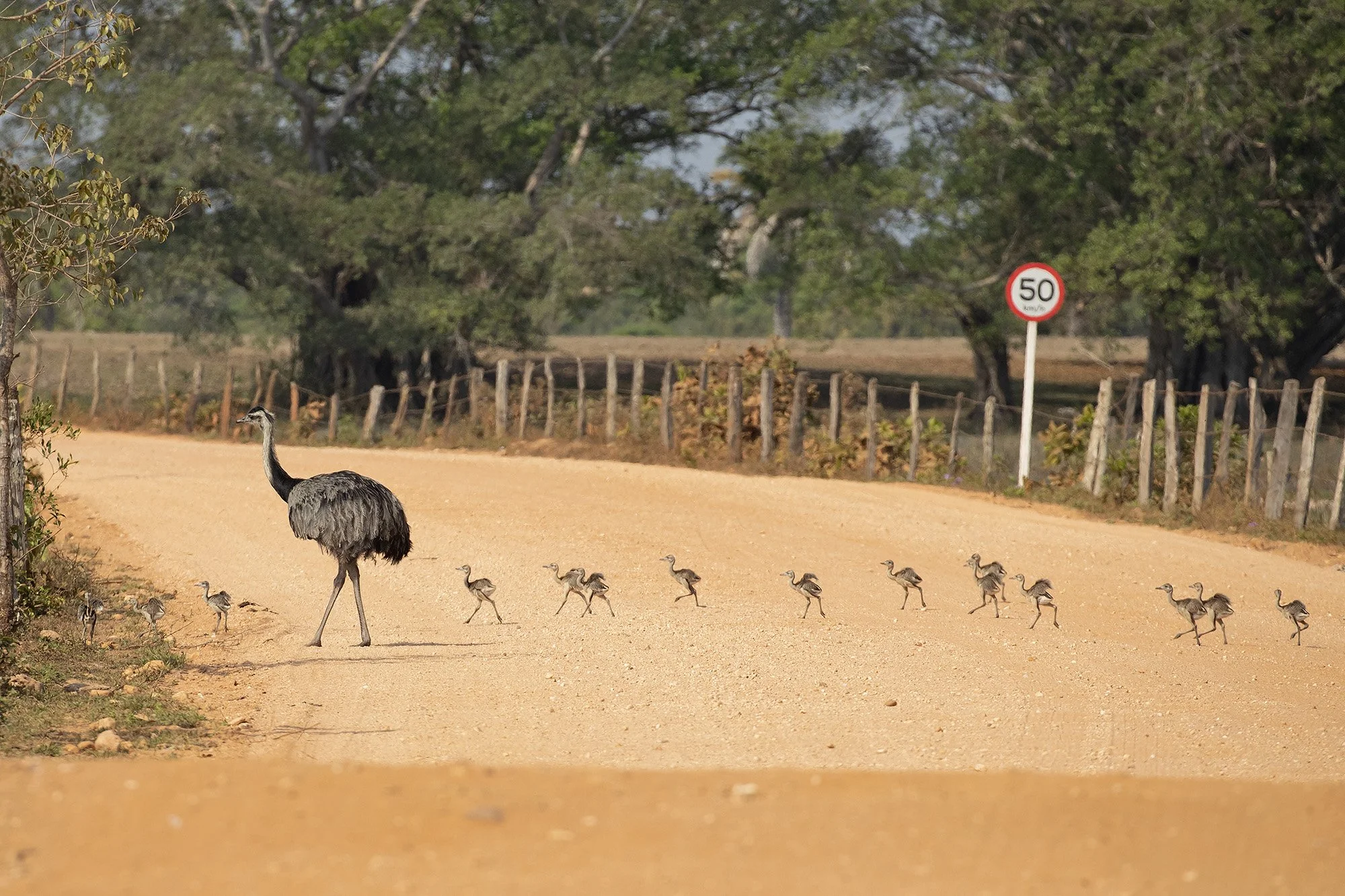 GREATER RHEA and CHICKS