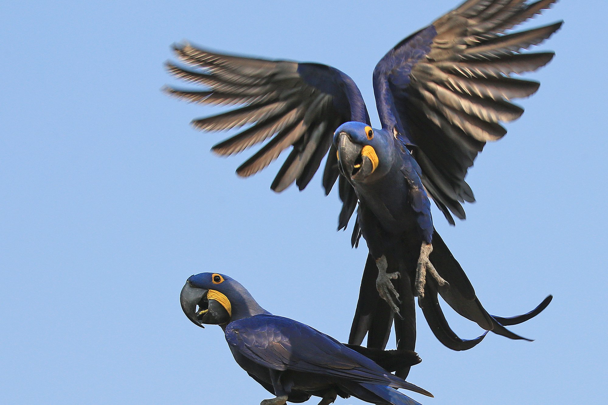 Hyacinth Macaw
