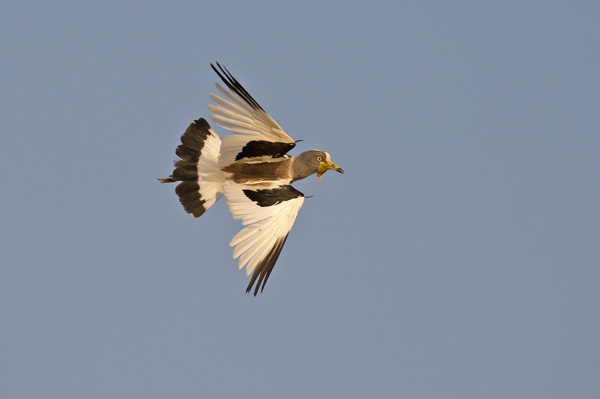 WHITE-CROWNED LAPWING