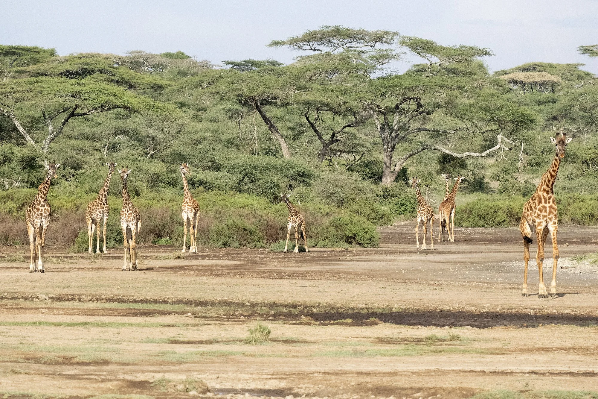 Maasai Giraffe