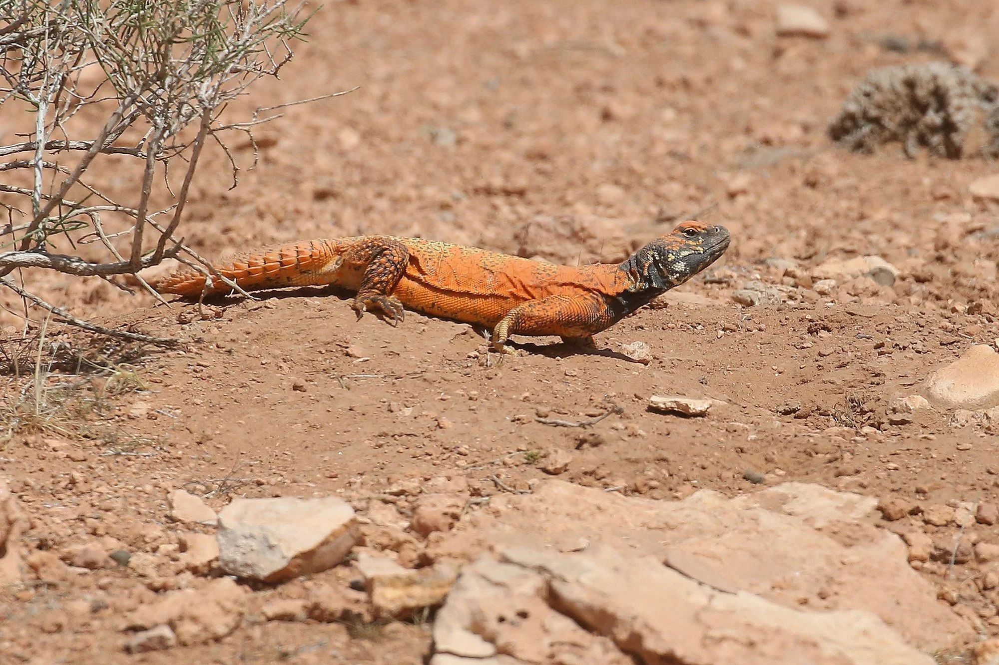 UROMASTYX LIZARD
