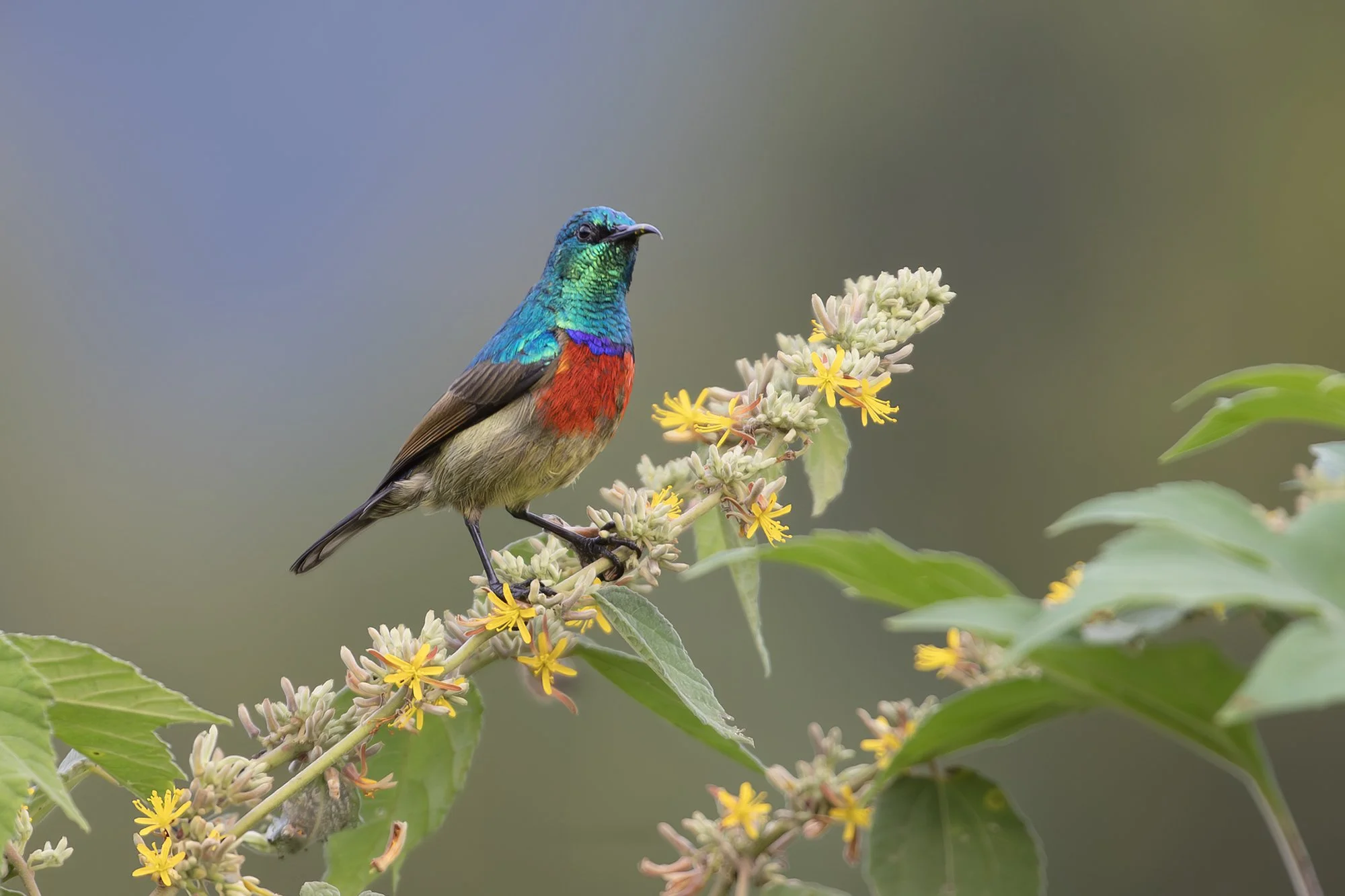 NORTHERN DOUBLE-COLLARED SUNBIRD