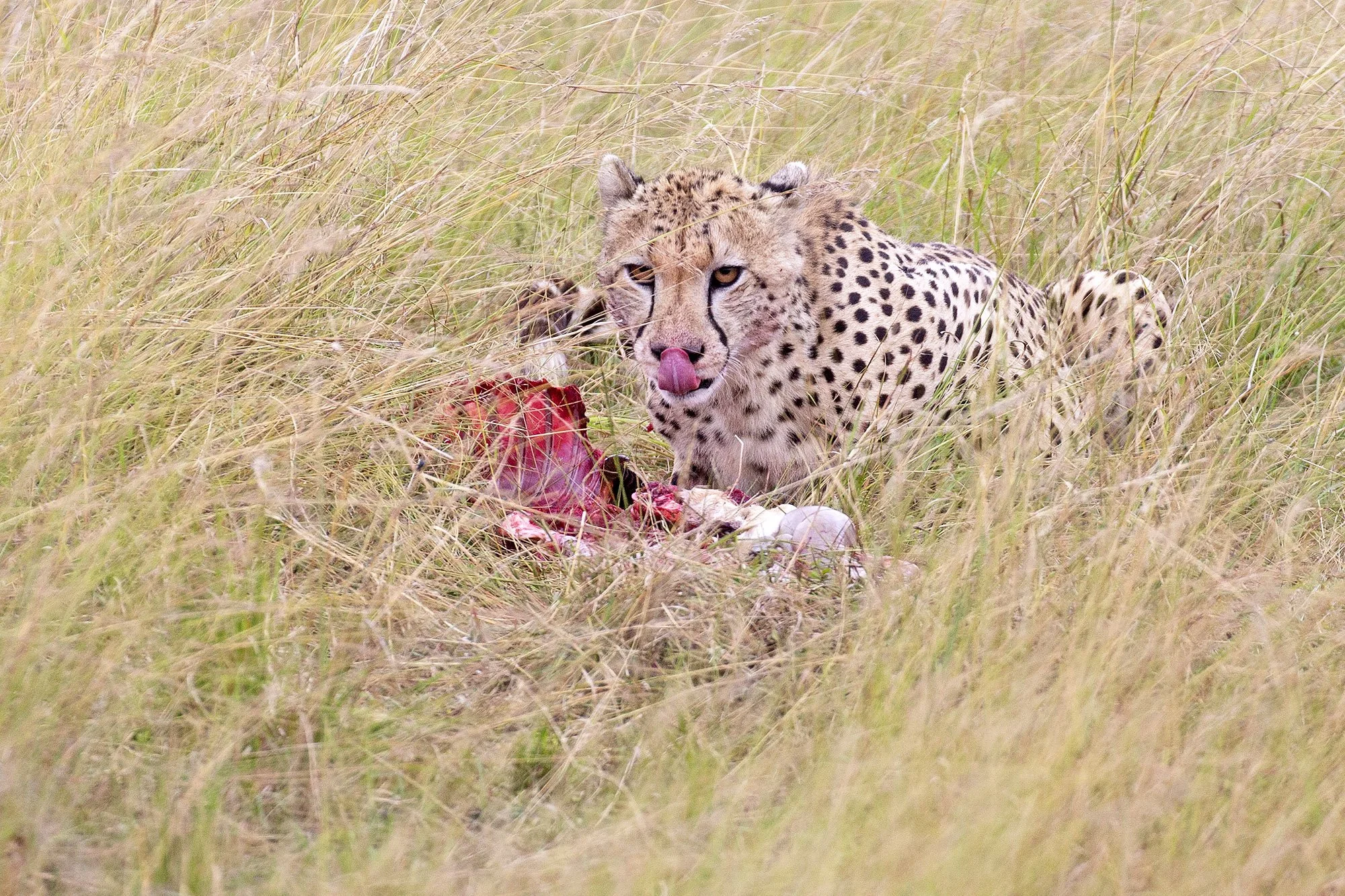 CHEETAH