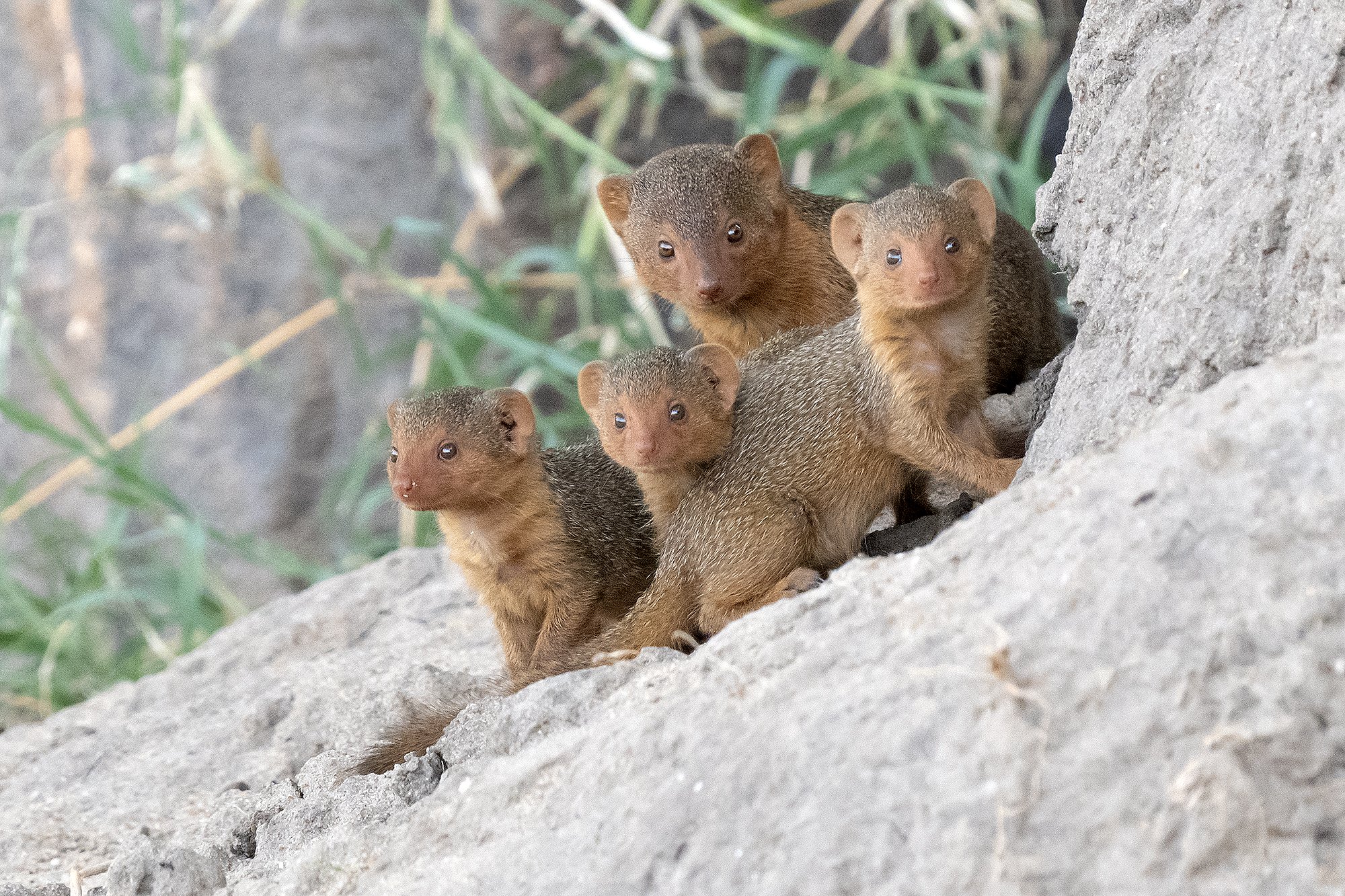 DWARF MONGOOSE