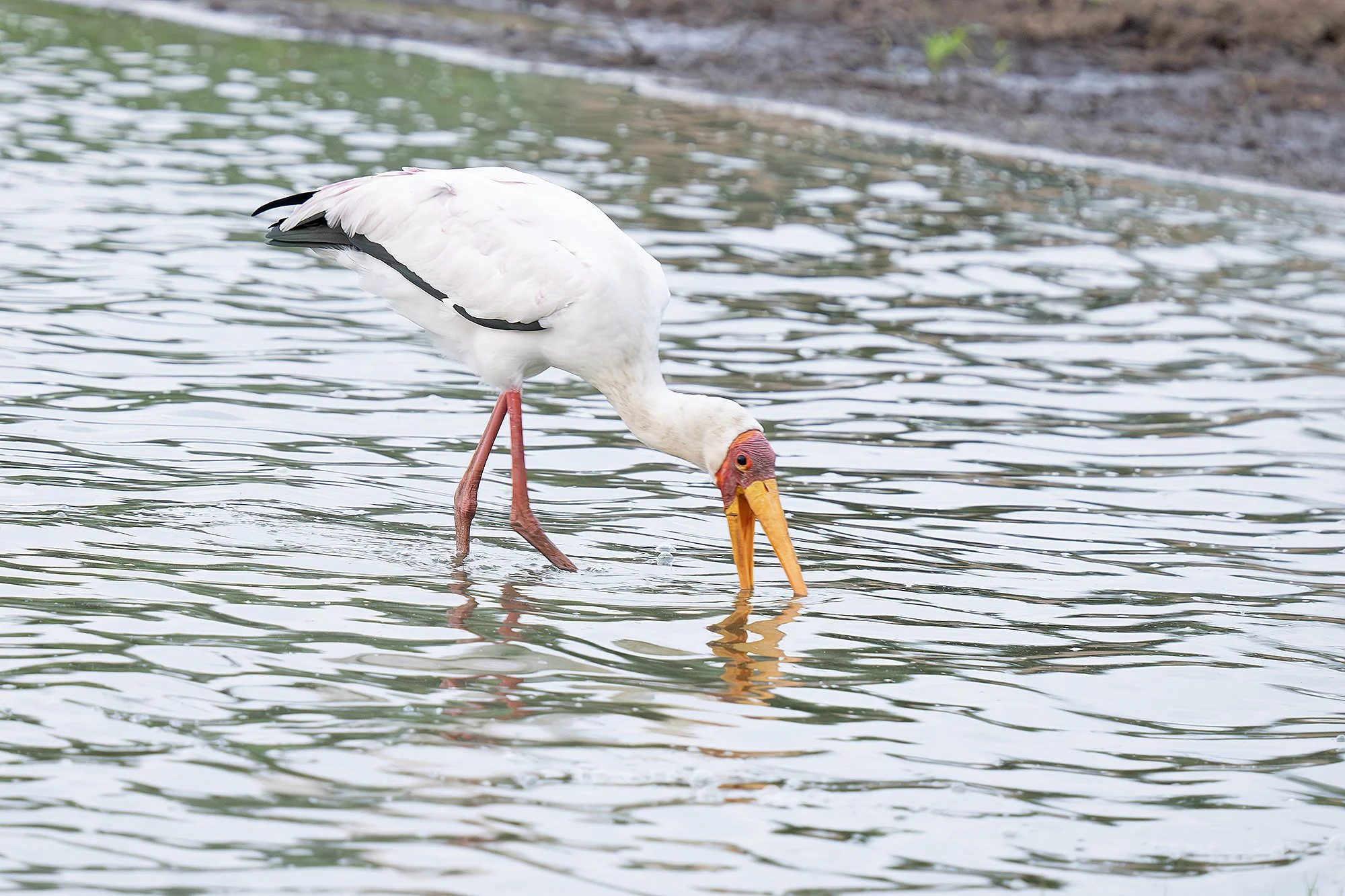 YELLOW-BILLED STORK