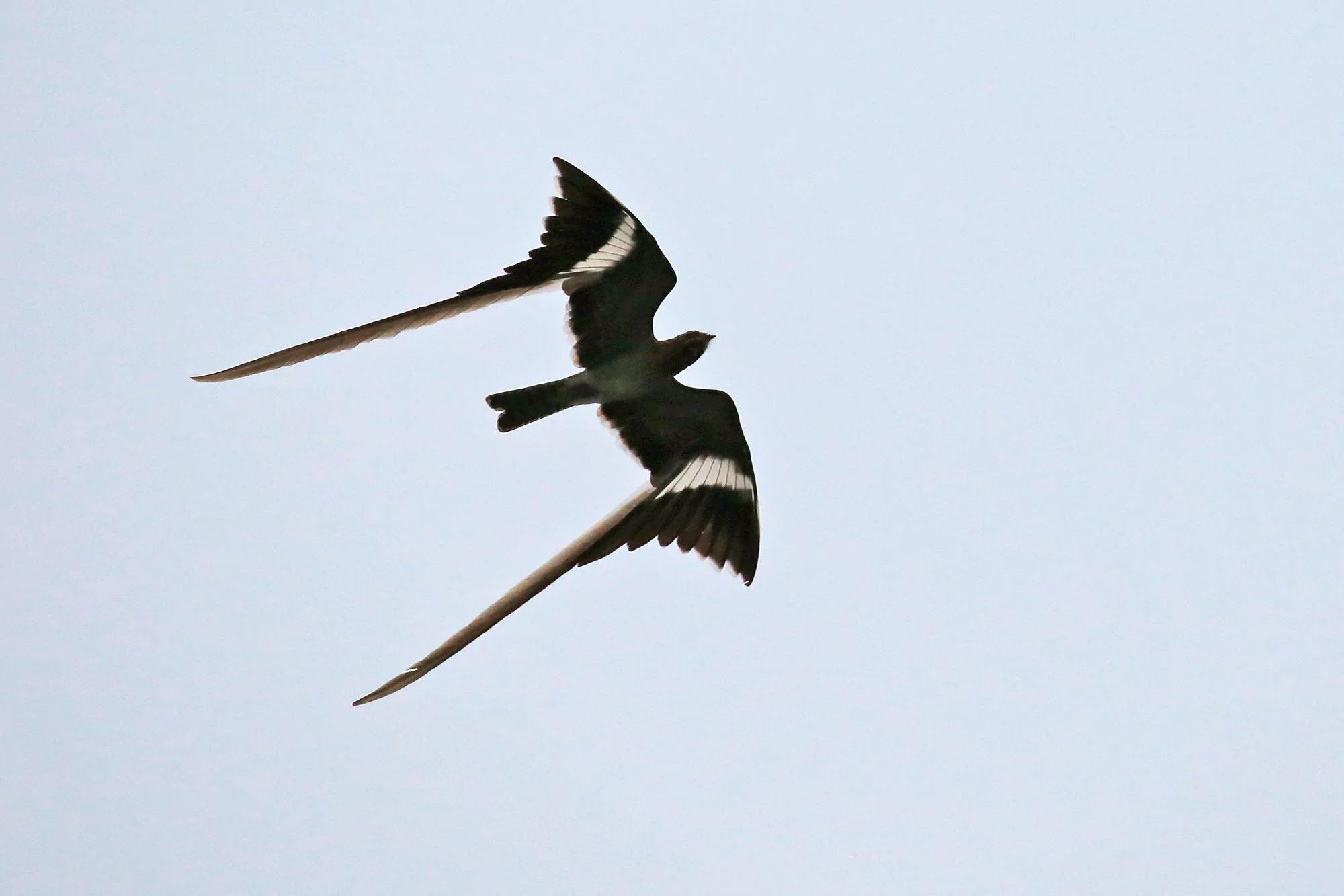 PENNANT-WINGED NIGHTJAR