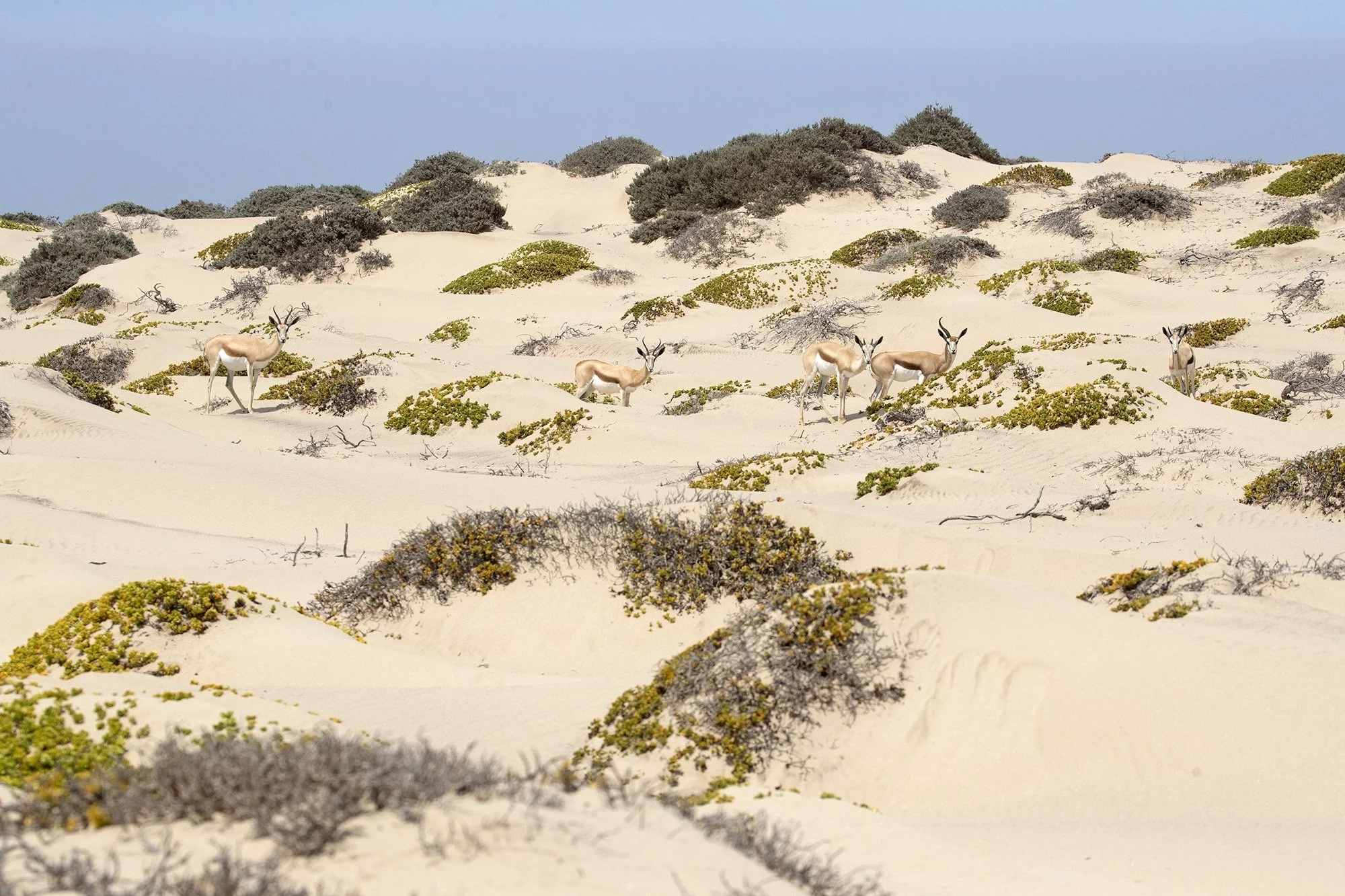SPRINGBOK along the SKELETON COAST