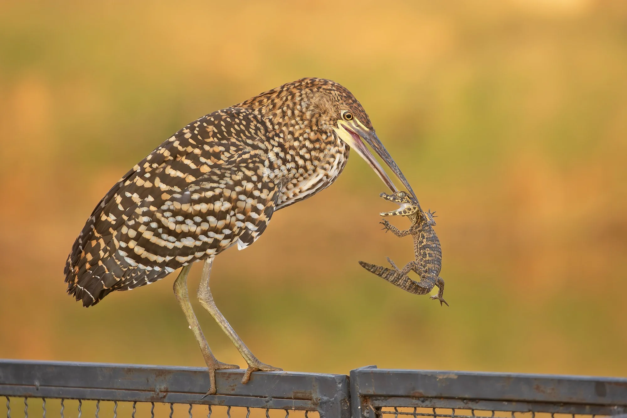 RUFESCENT TIGER-HERON with CAIMAN