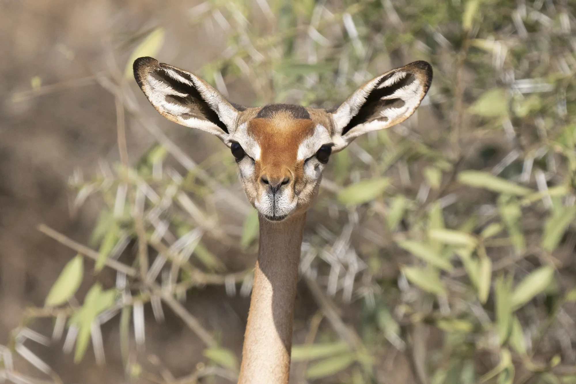 Gerenuk
