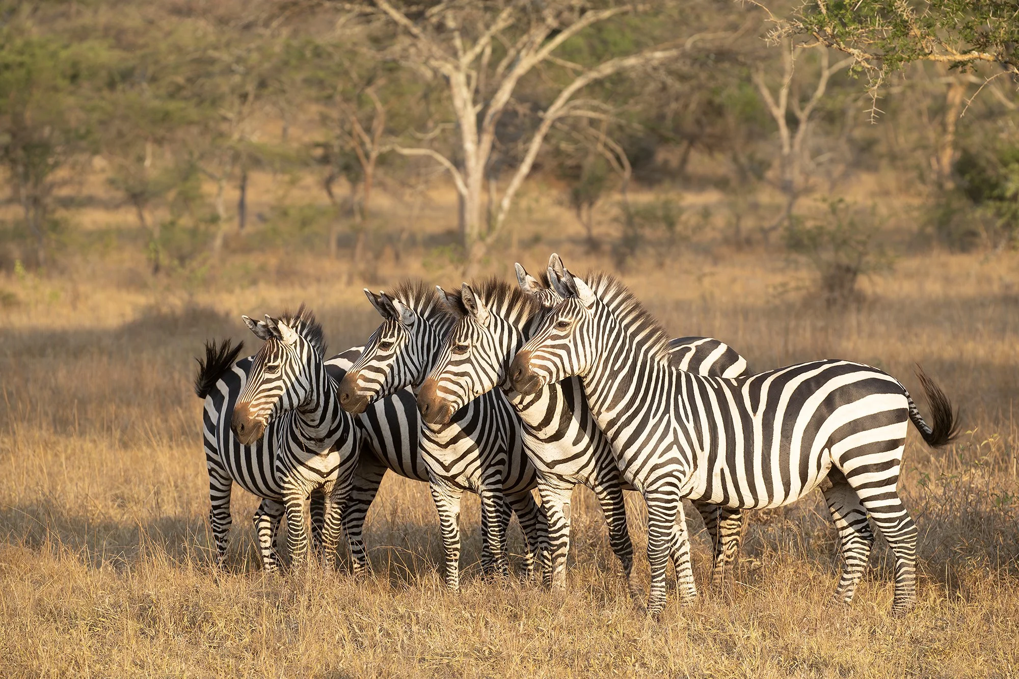 COMMON ZEBRA