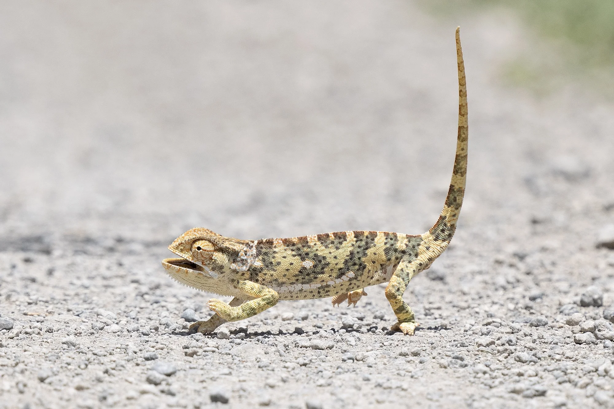 FLAP-NECKED CHAMELEON