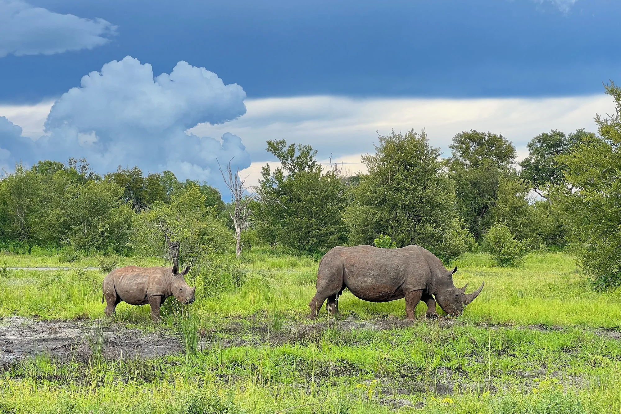 WHITE RHINOCEROS