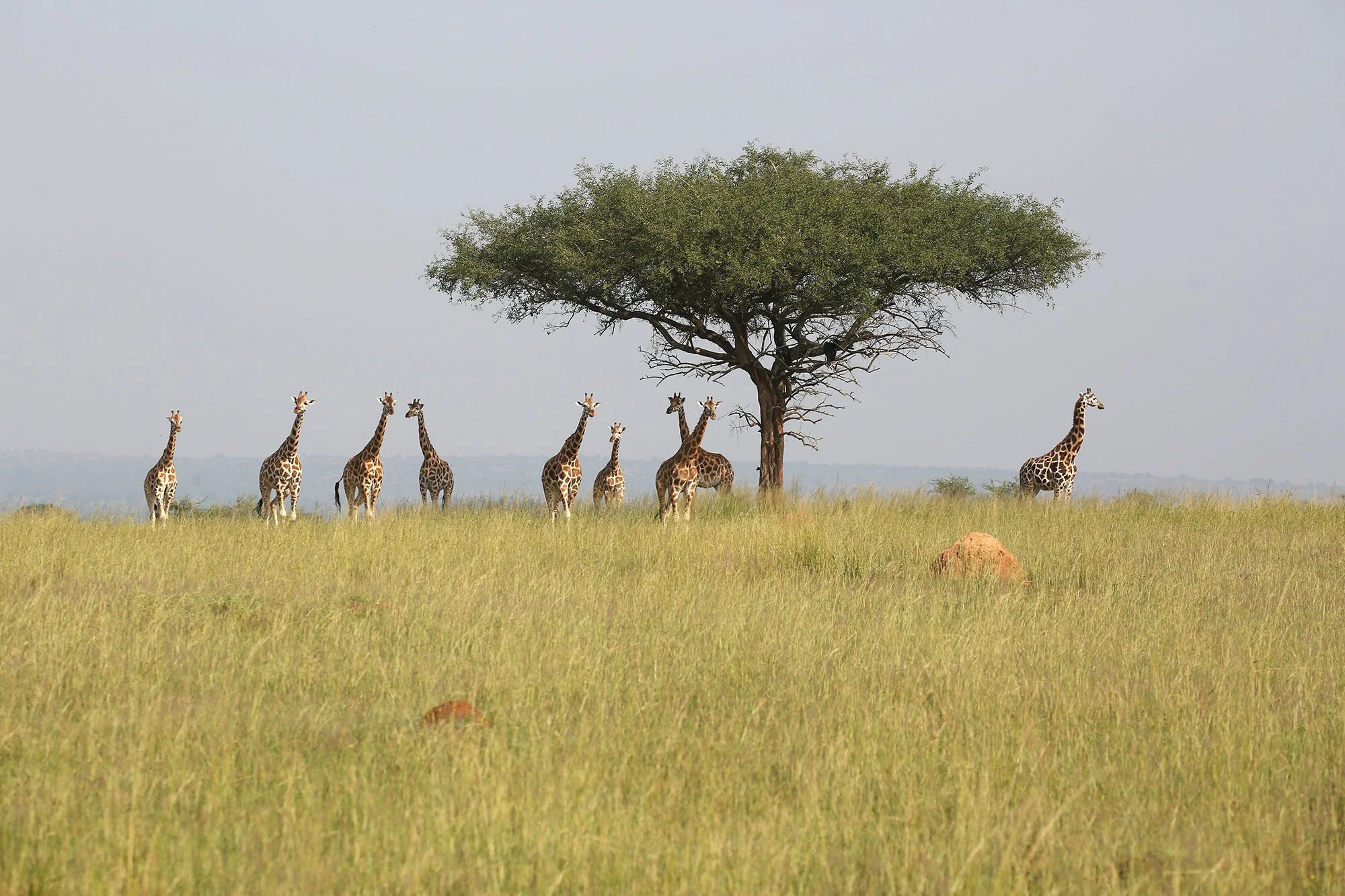 ROTHSCHILD'S GIRAFFE