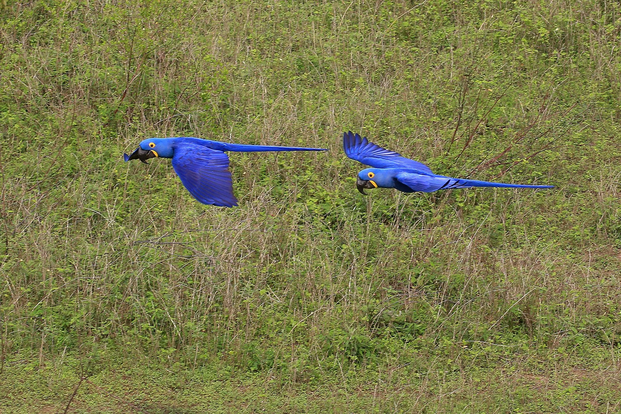 Hyacinth Macaw