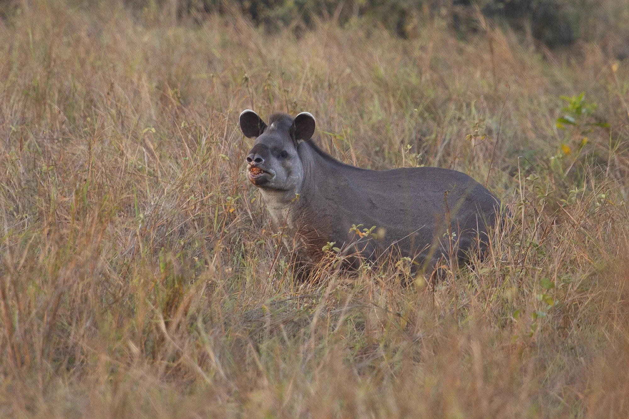 BRAZILIAN TAPIR