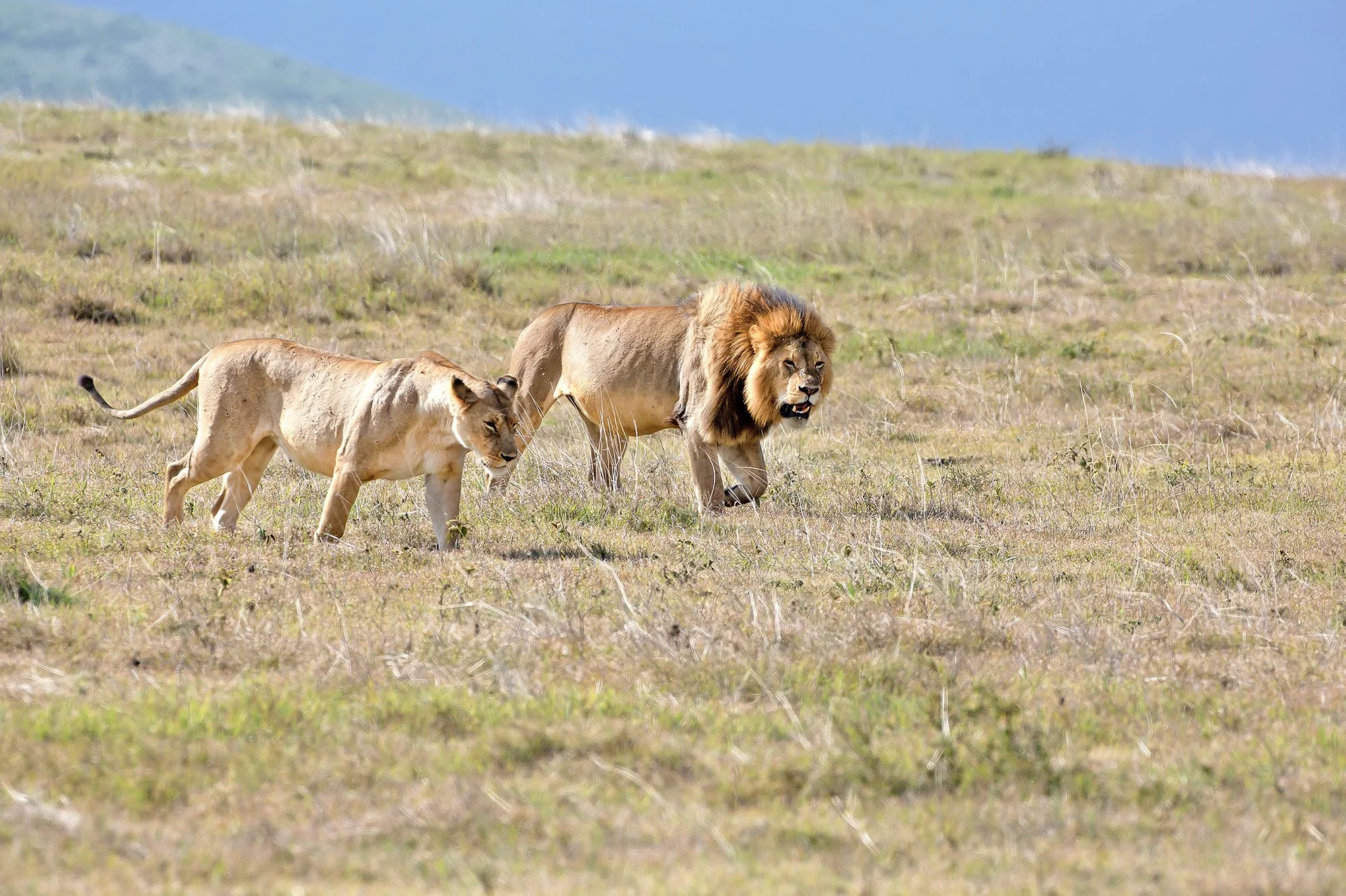 Lion