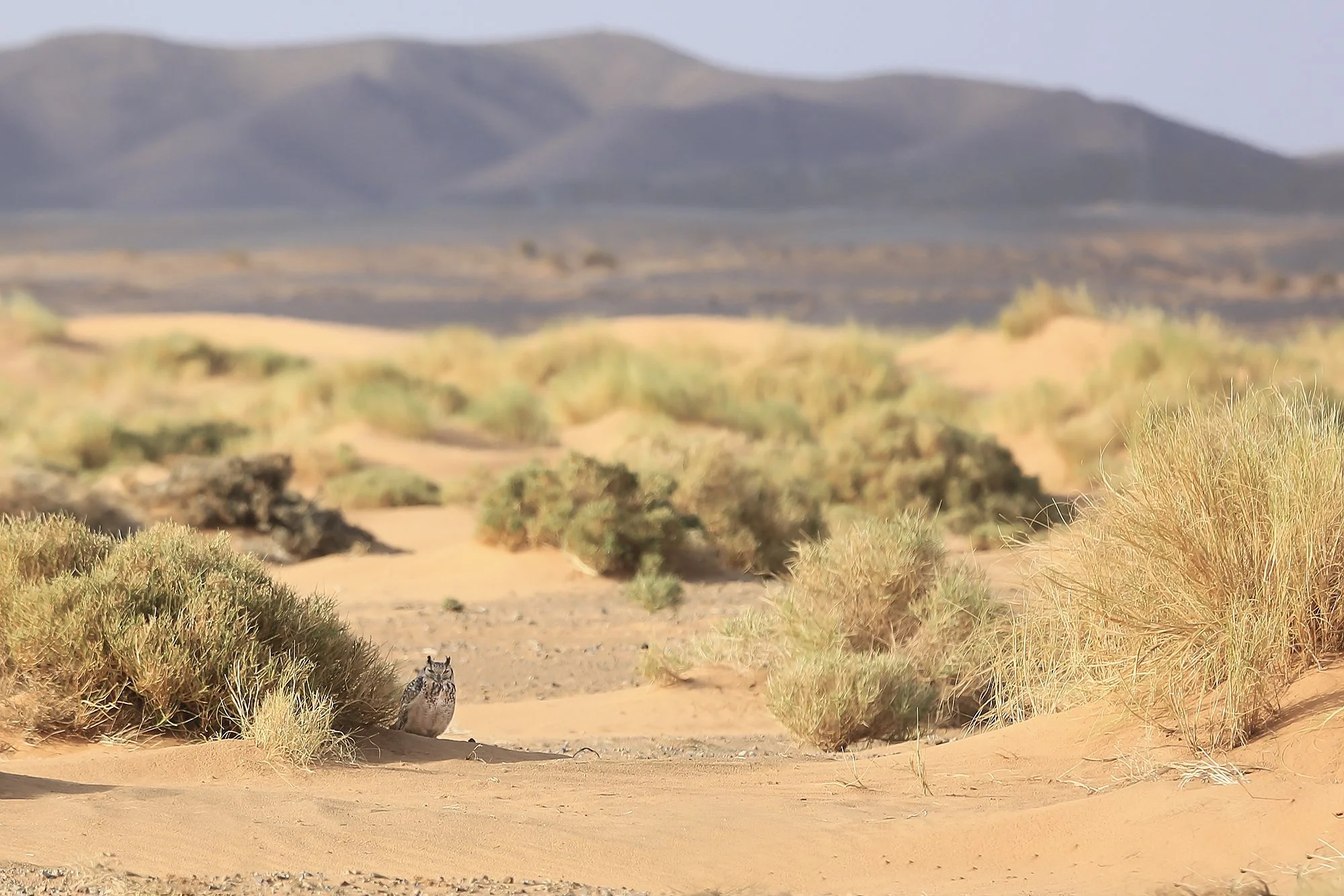 PHARAOH EAGLE-OWL