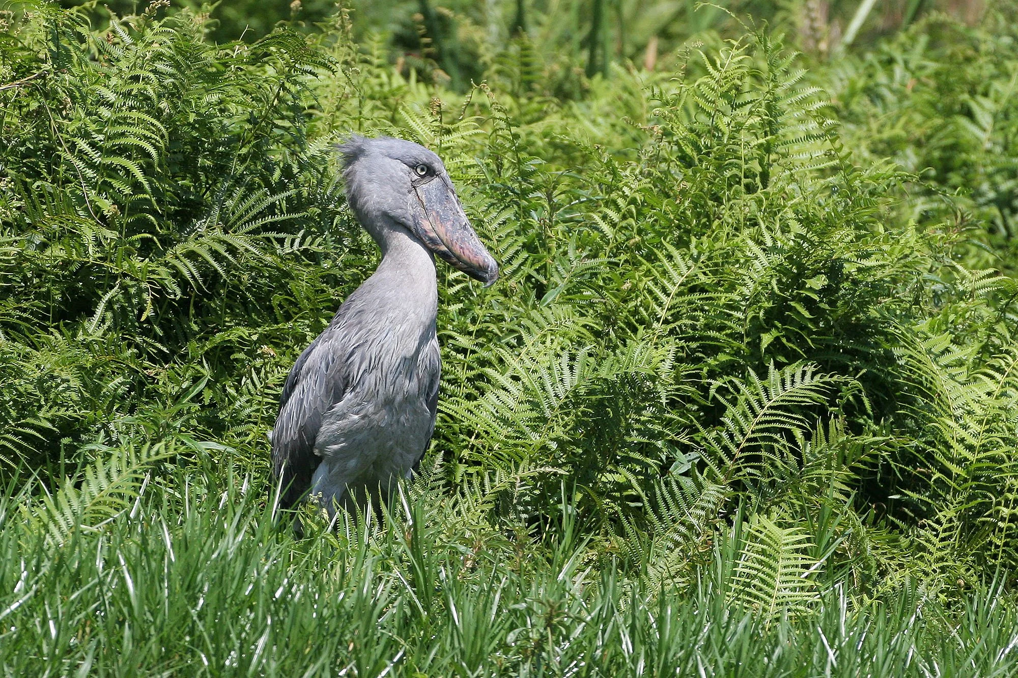 Shoebill