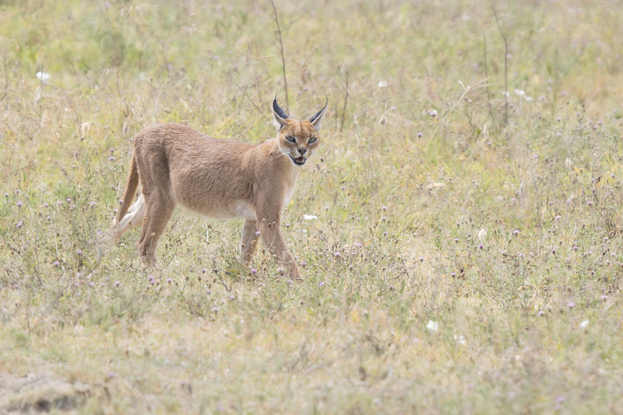 Caracal