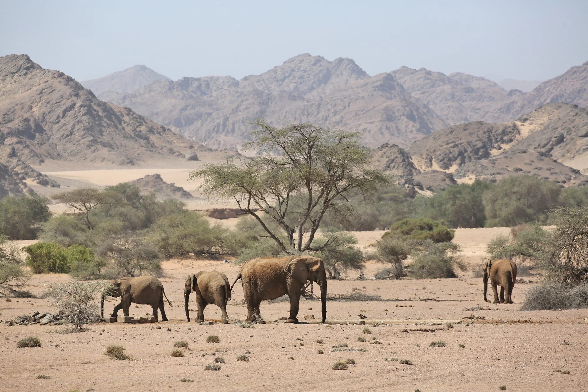 'Desert' Elephant