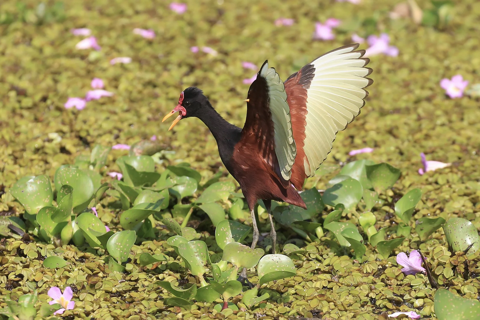 Wattled Jacana