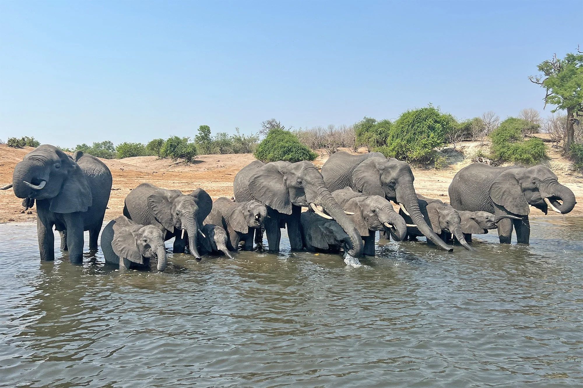 ELEPHANTS