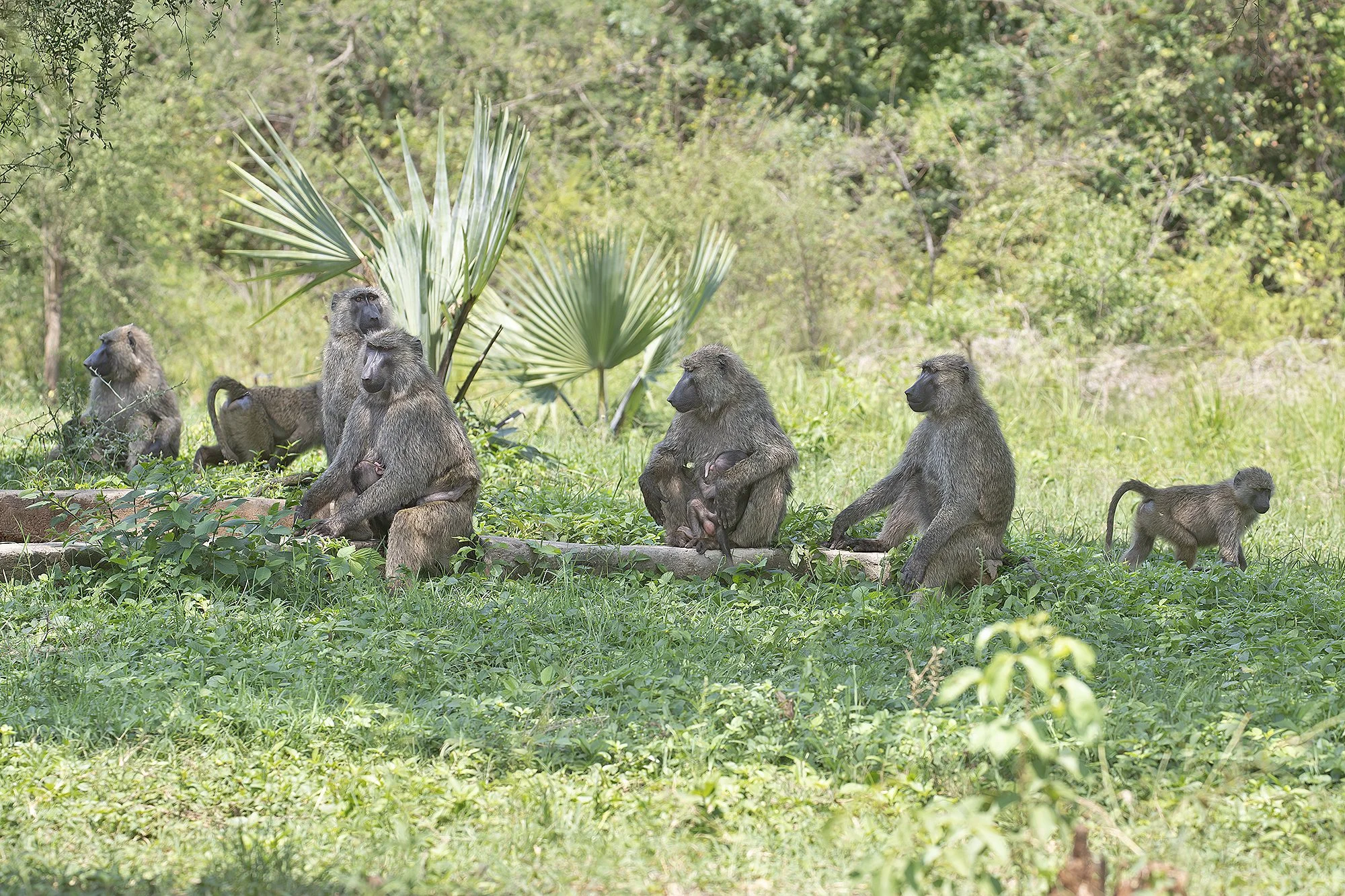 Olive Baboon