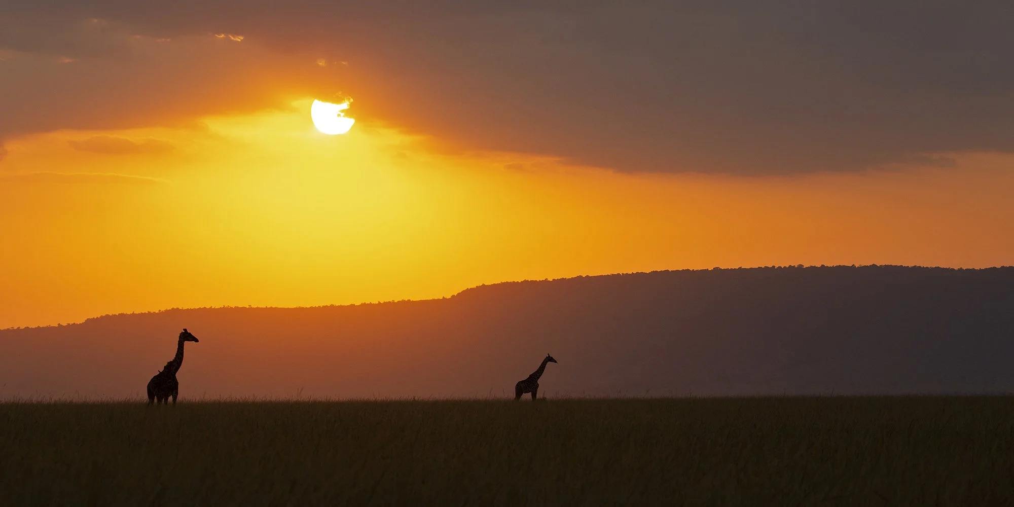 MAASAI GIRAFFE at SUNSET in MARA