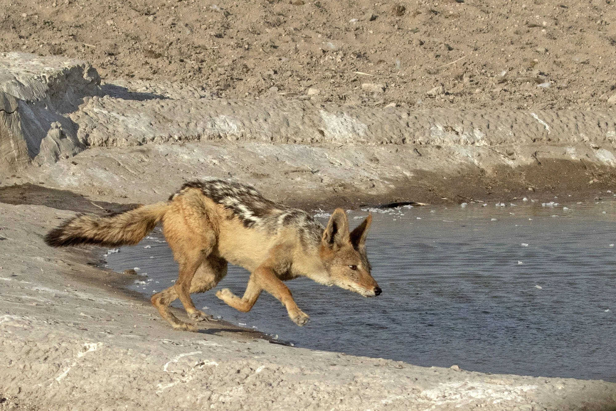 Black-backed Jackal