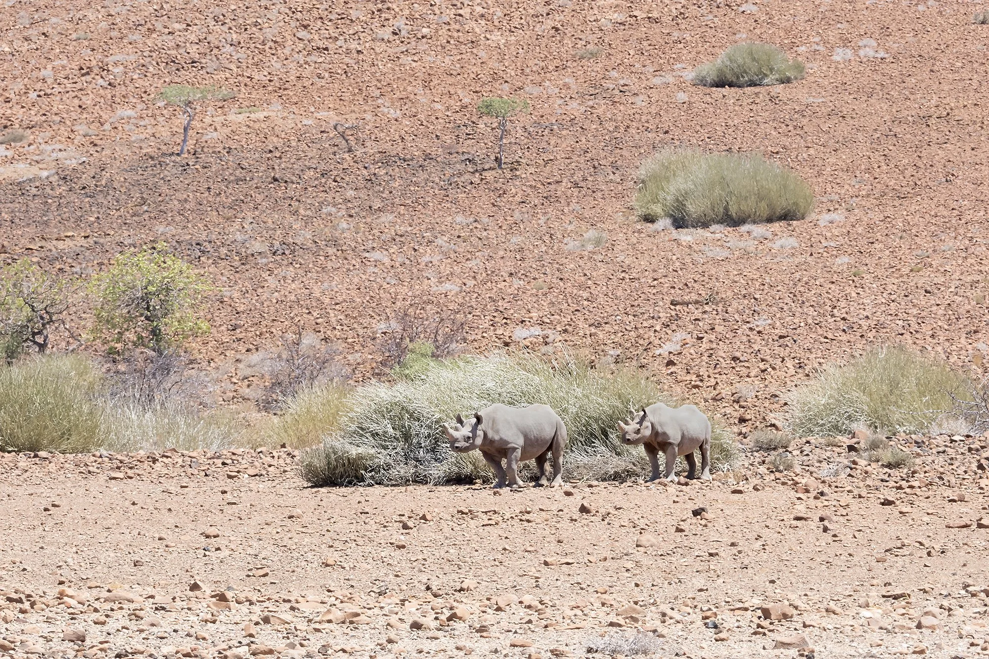 'Desert' Black Rhinoceros