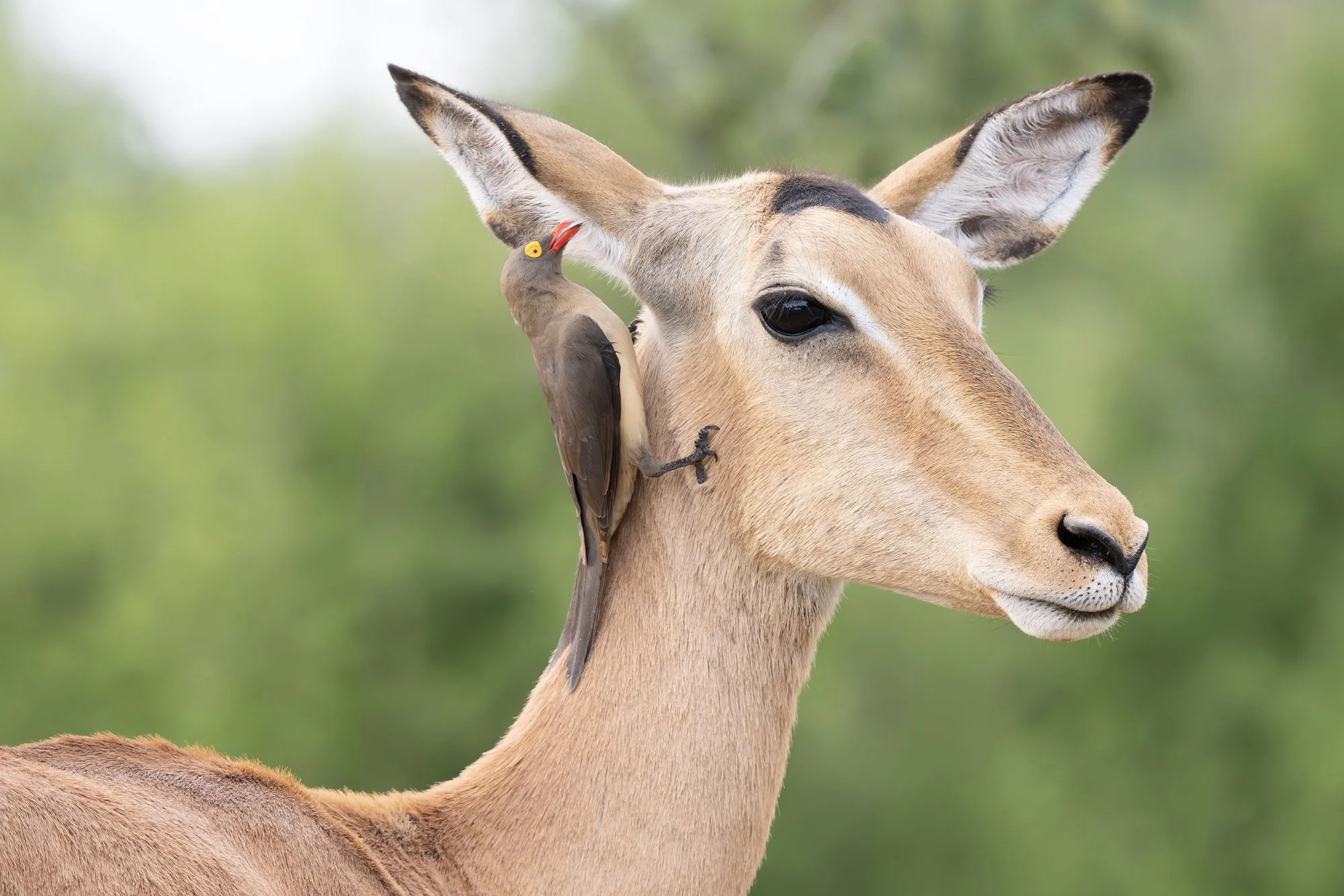 RED-BILLED OXPECKER and IMPALA