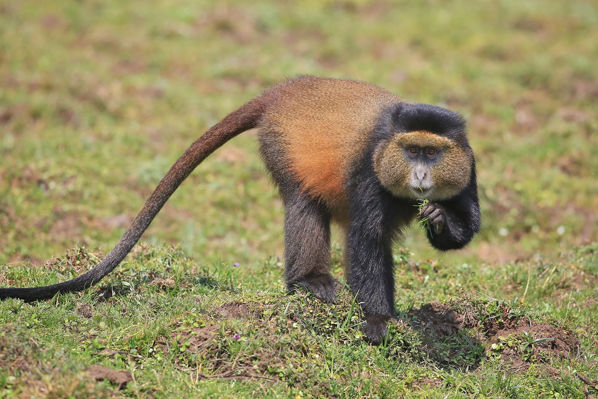 GOLDEN MONKEY