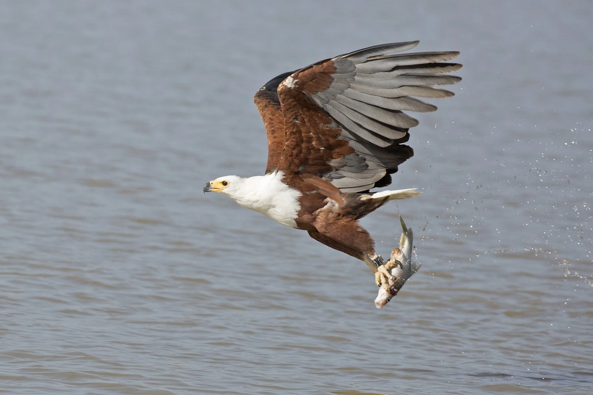 AFRICAN FISH EAGLE