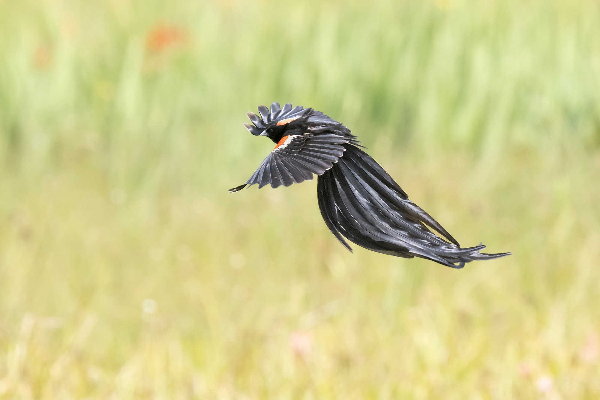 Long-tailed Widowbird