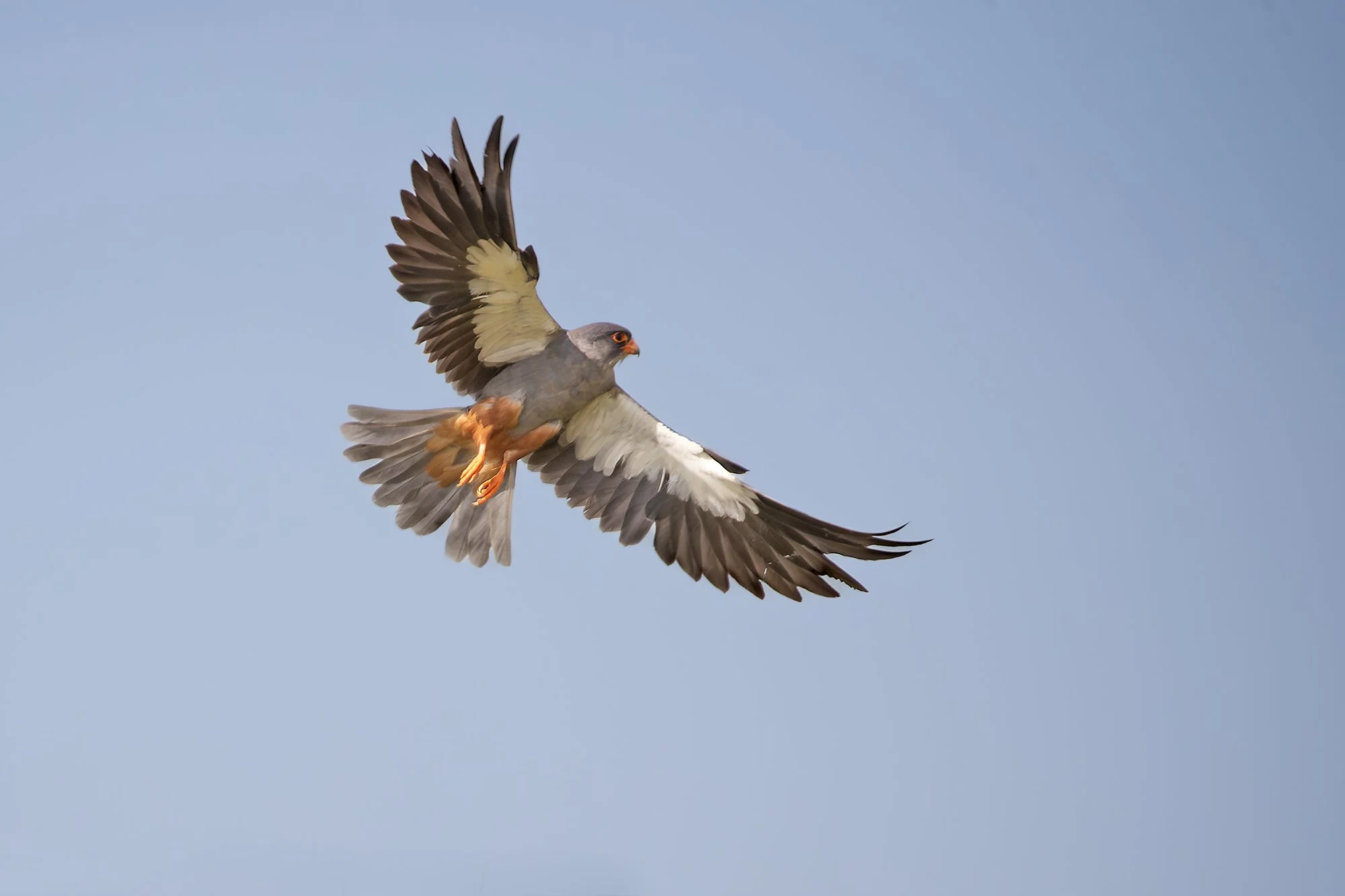 AMUR FALCON