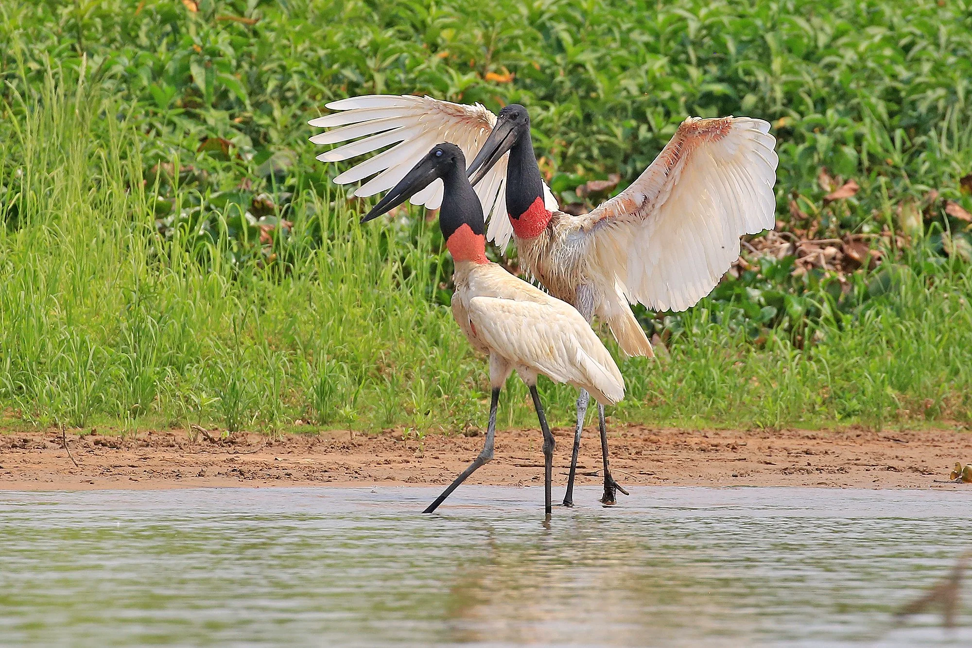 JABIRU