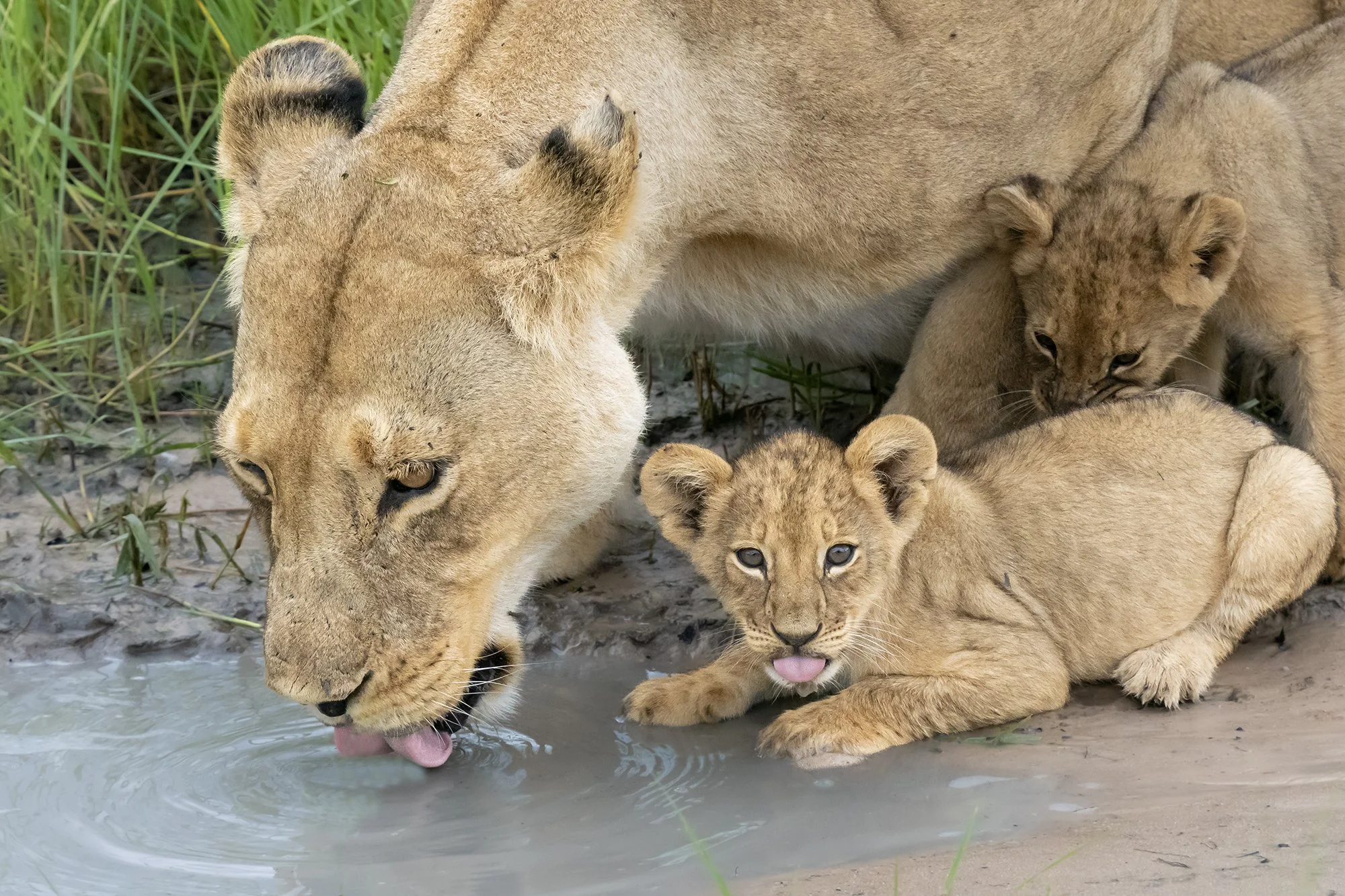 LIONESS and CUBS