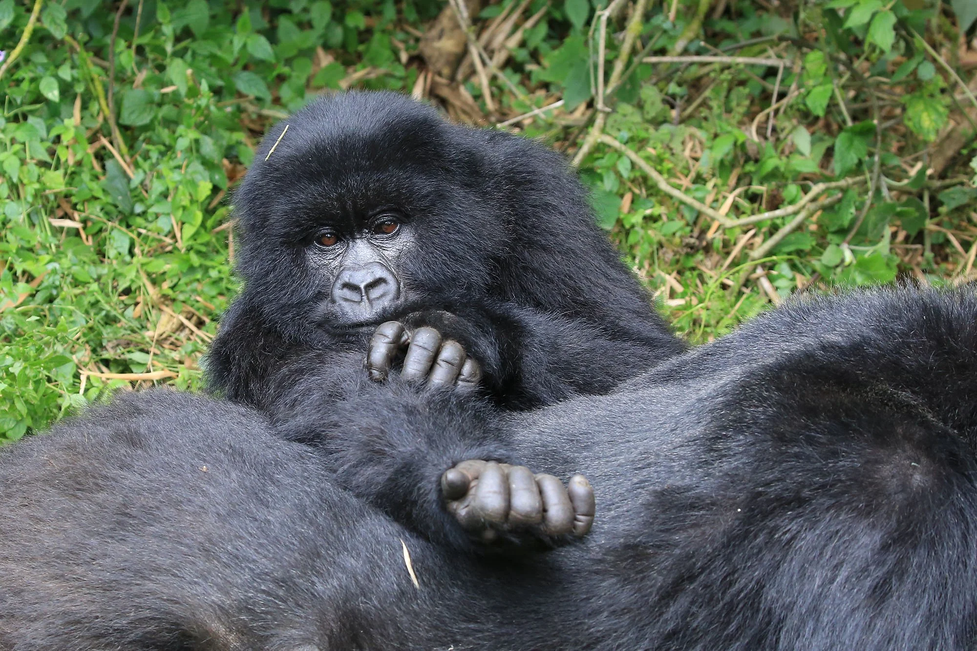 MOUNTAIN GORILLA