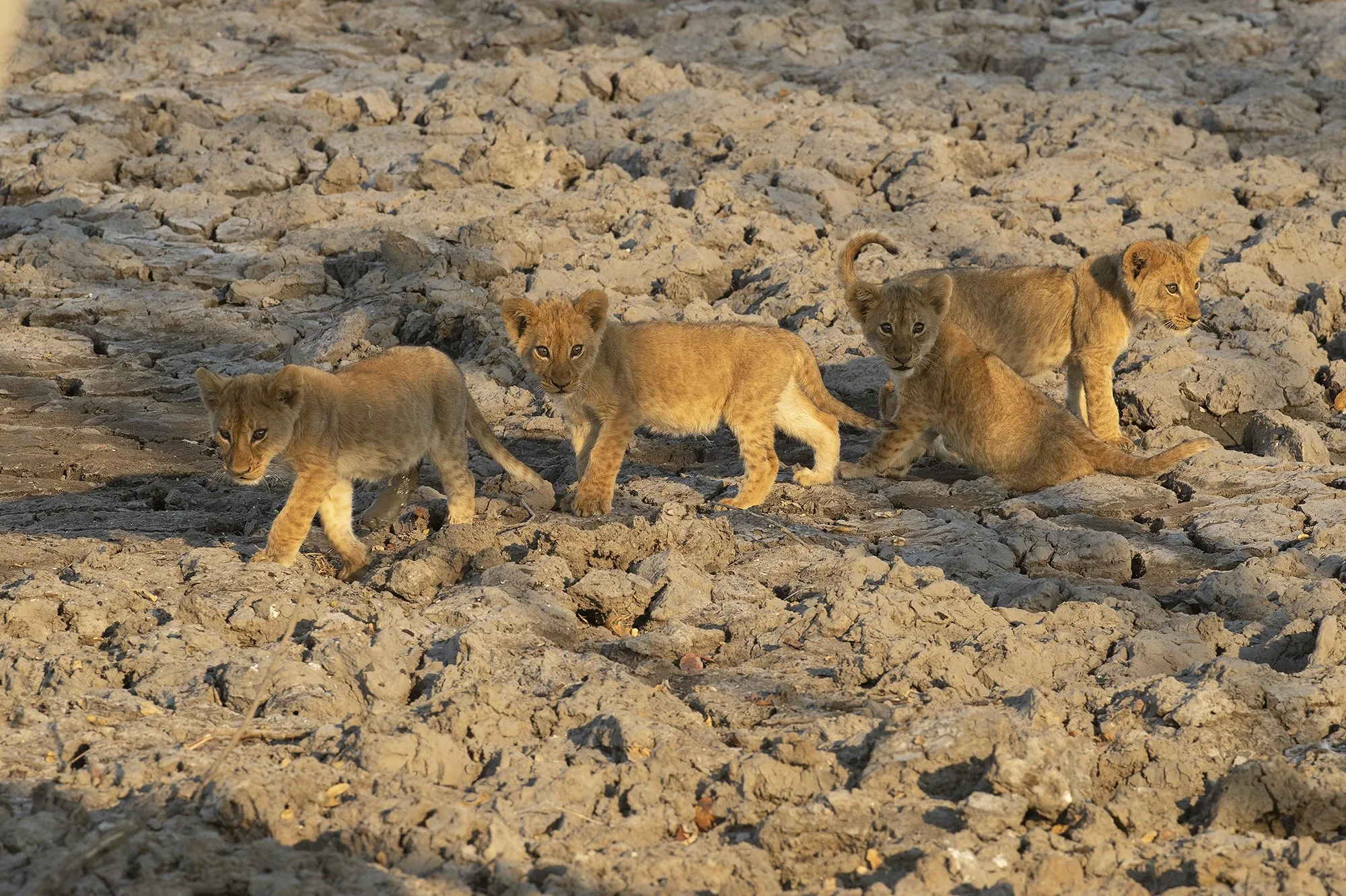 LION CUBS